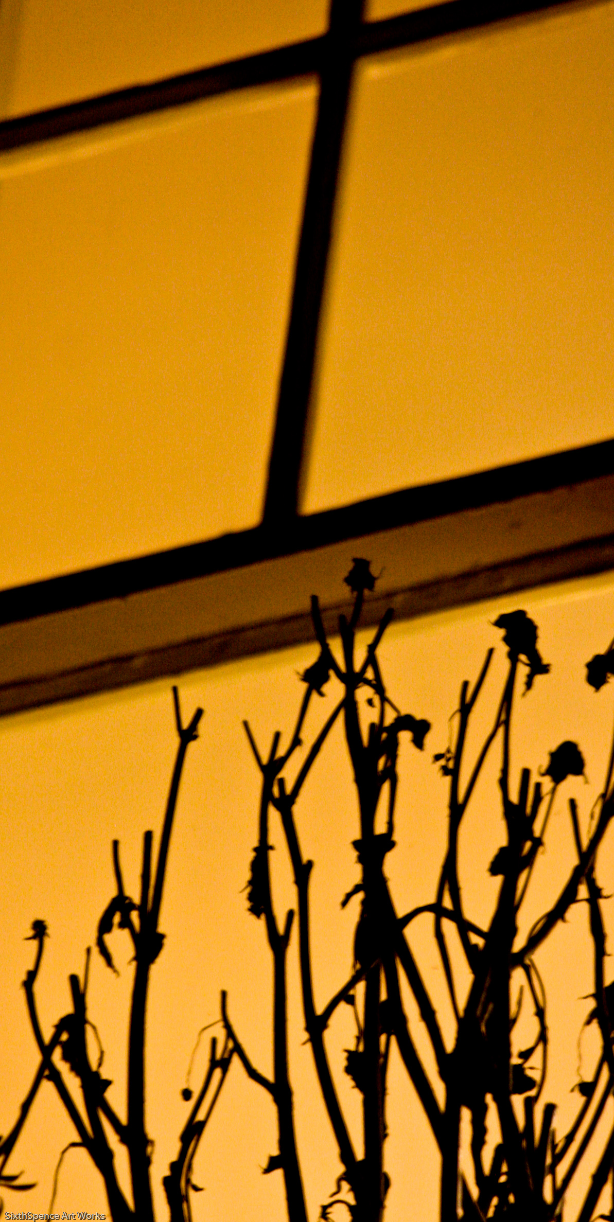 Summer sunset light transforms a West End apartment window to amber gold.