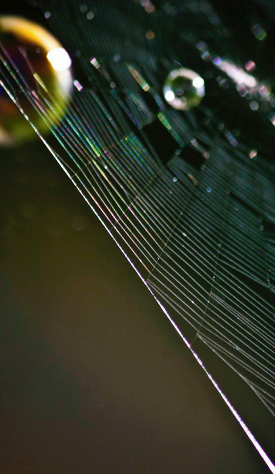 Abstract photo of a spiderweb section with two bubbles caught in it.