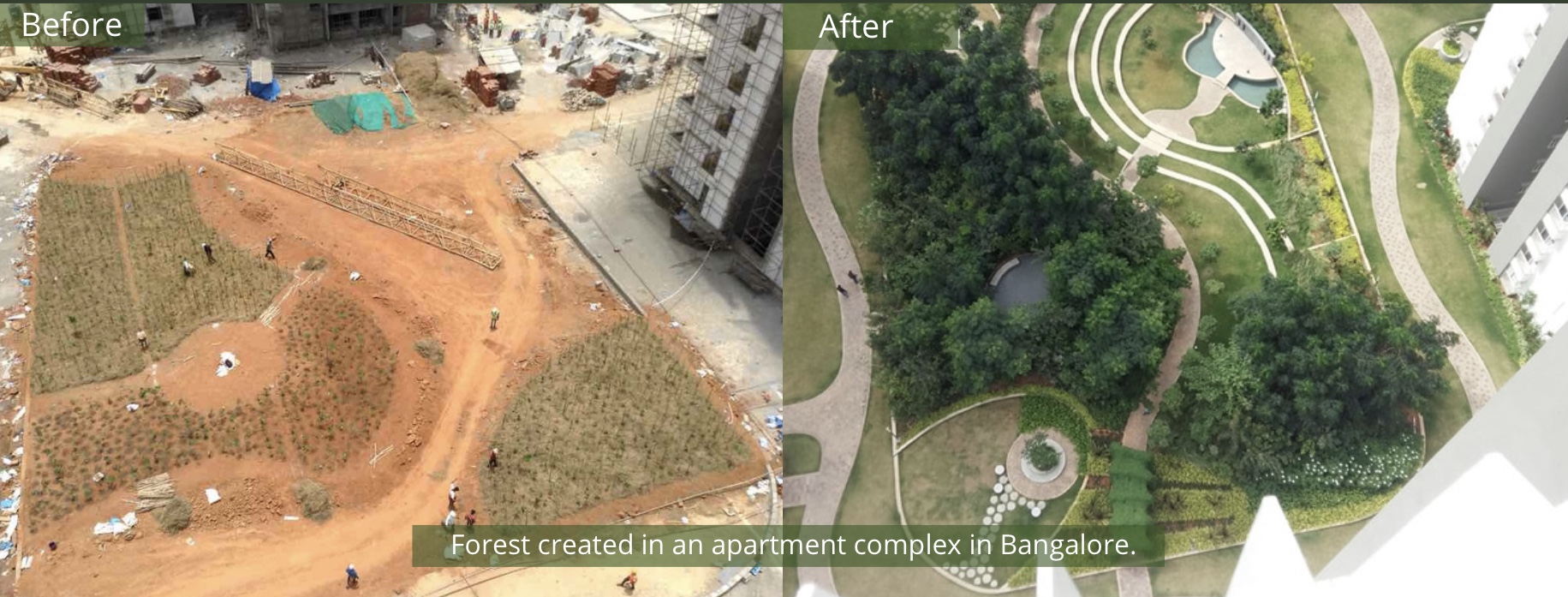 Mini-forêt MIYAWAKI Inde