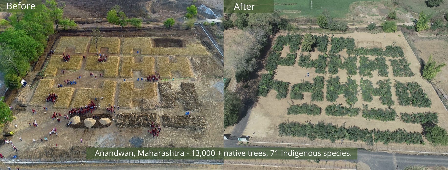 Mini-forêt MIYAWAKI Inde