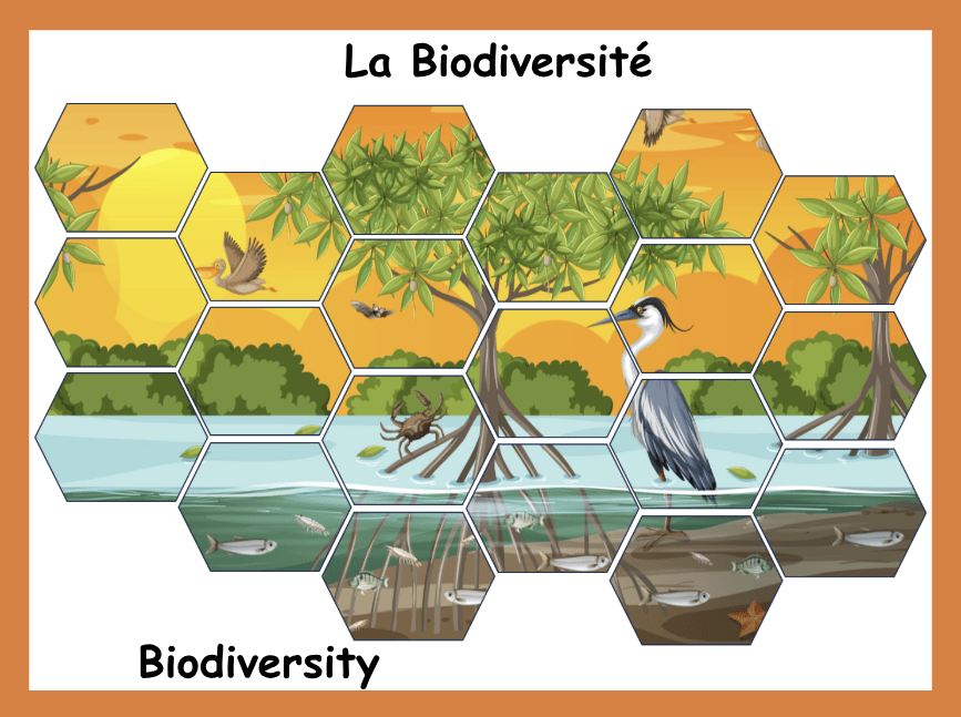 Gramacri biodiversity resource illustrating a natural ecosystem with plants, water and wildlife to support environmental vocabulary.