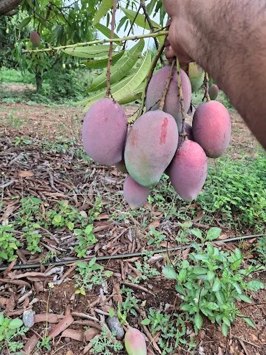 Bommanna2