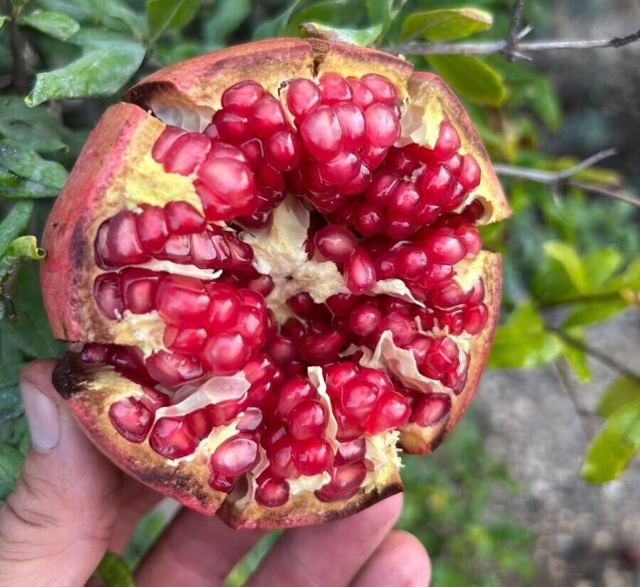 granadas libres de pesticidas