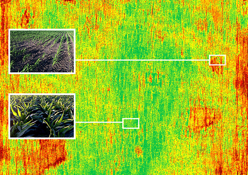Crop Health Analysis