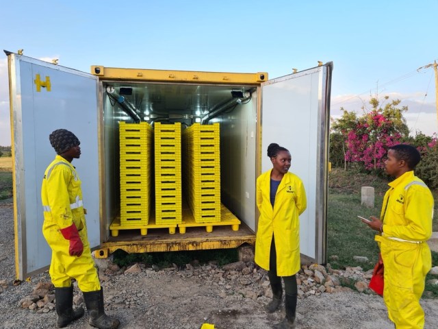 A picture of the Inside the Flybox bioconversion container