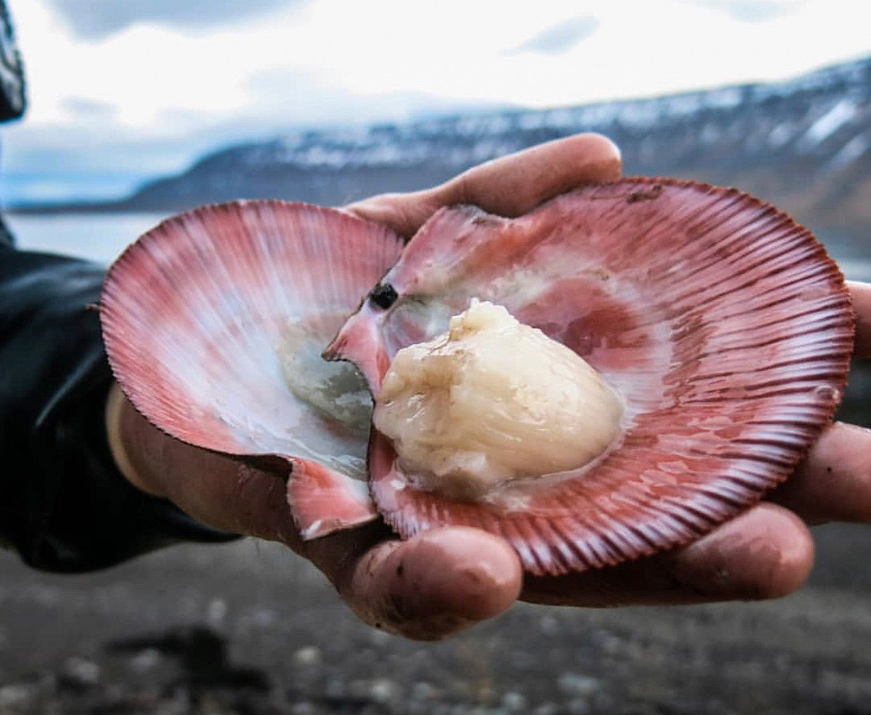 Photos Provided By Nora Seafood