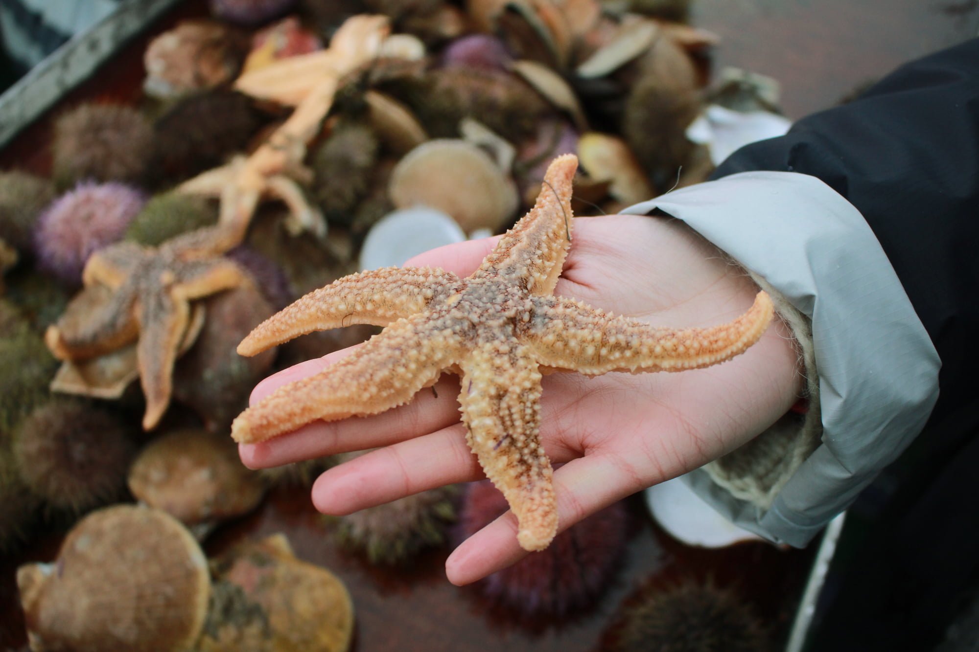 8 Starfish_1