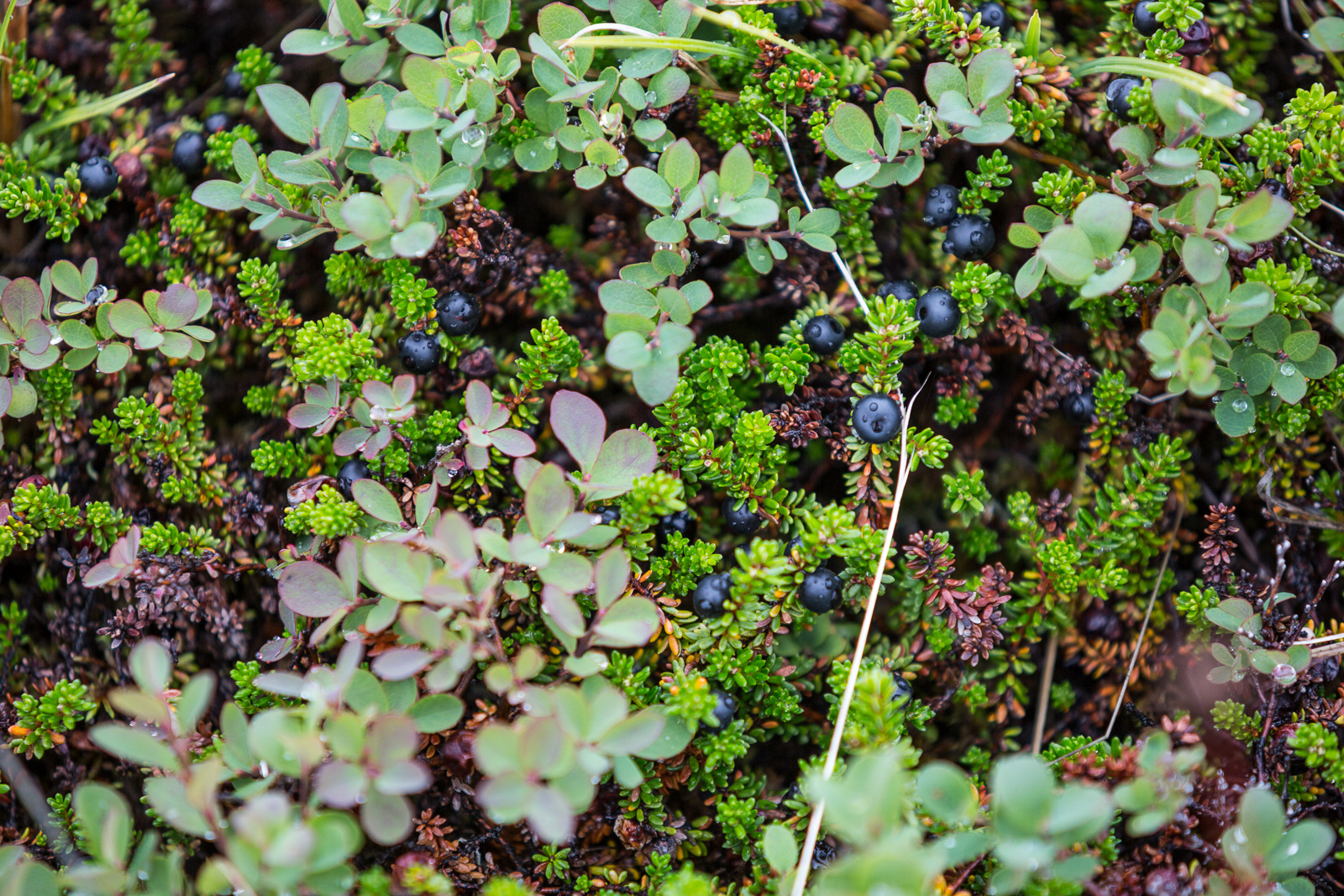 Haukadalsskarð. Photo by Art Bicnick.