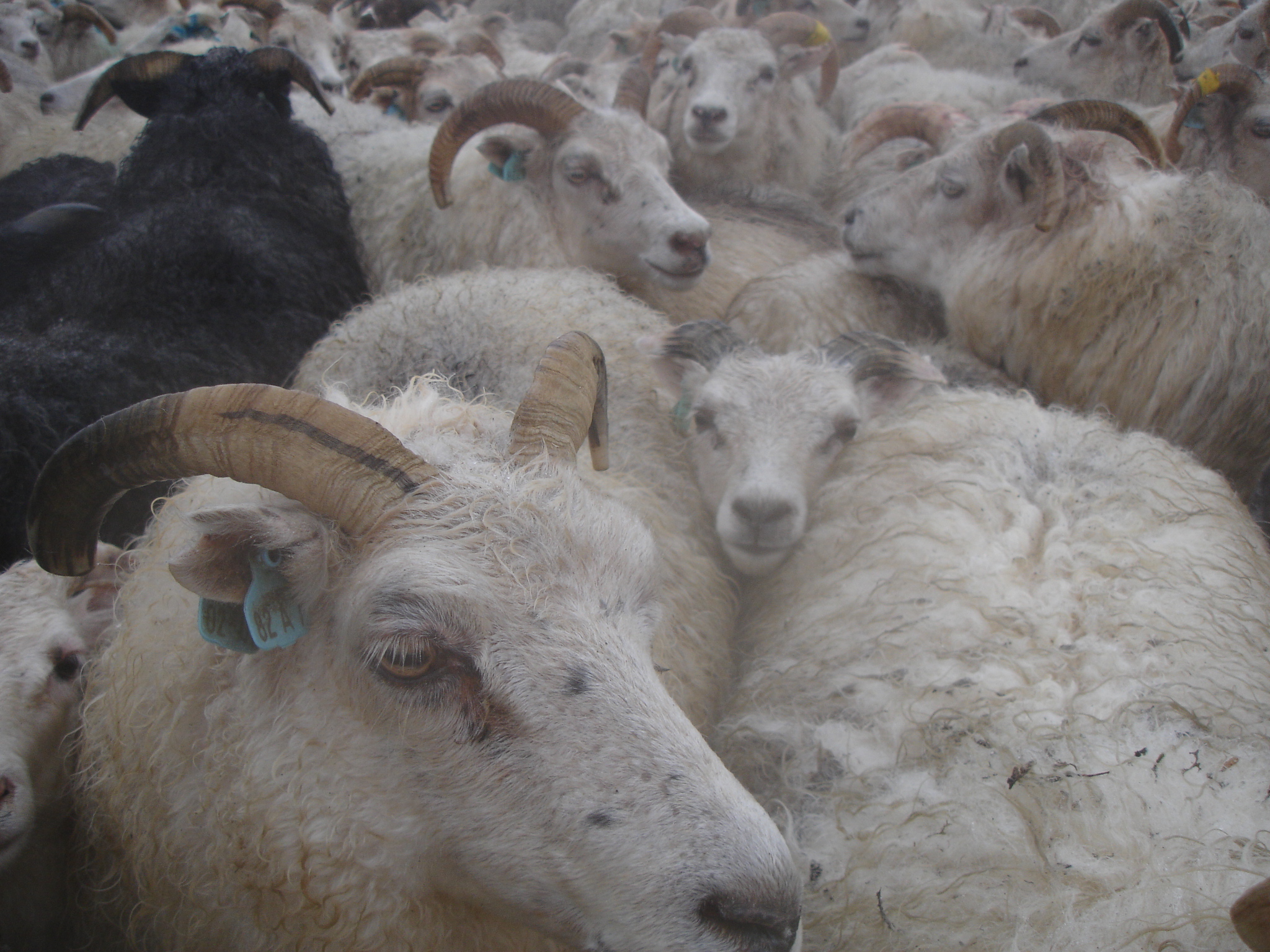 Réttir by RX Beckett