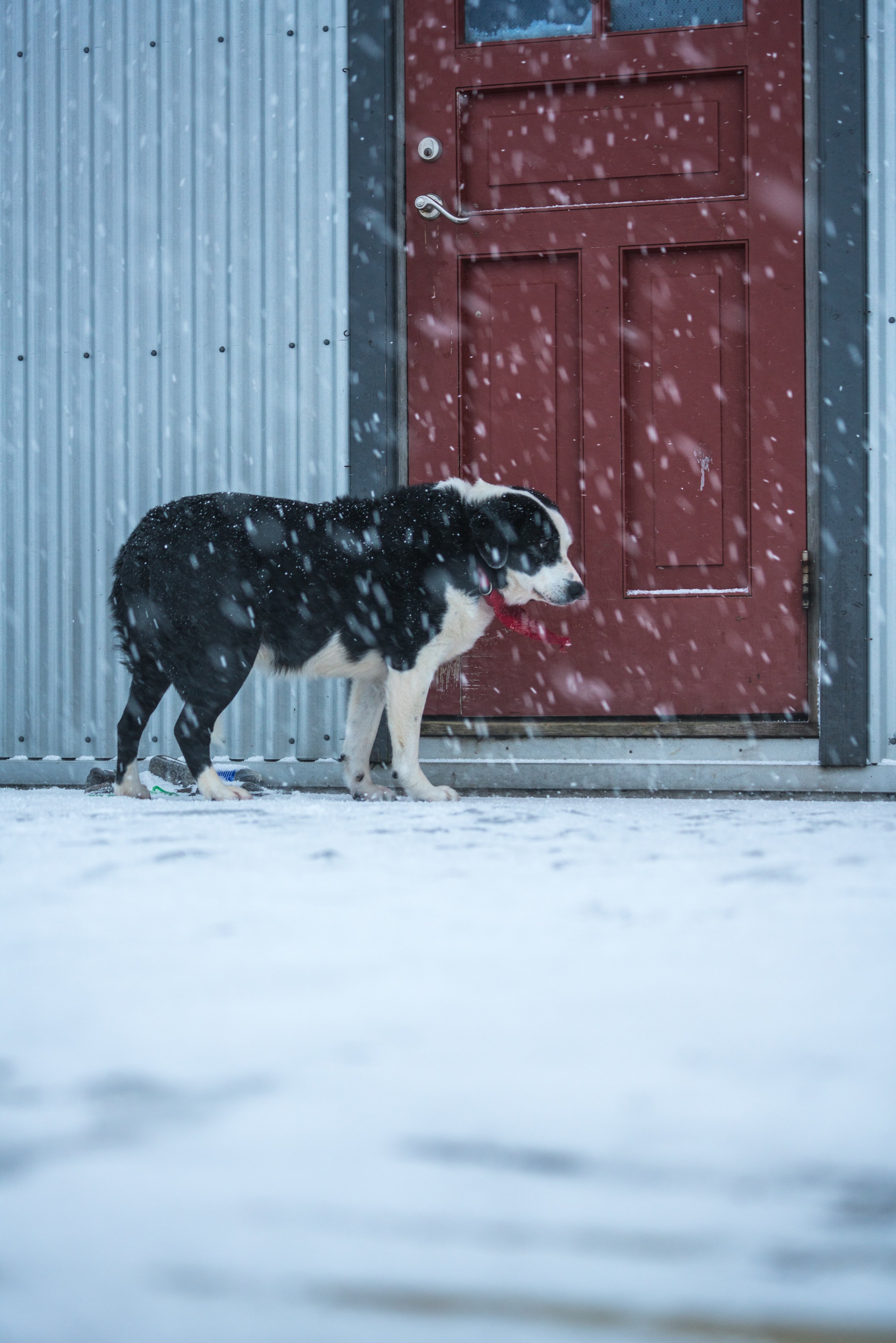 Vík Dog by Kevin Takashi-Smith