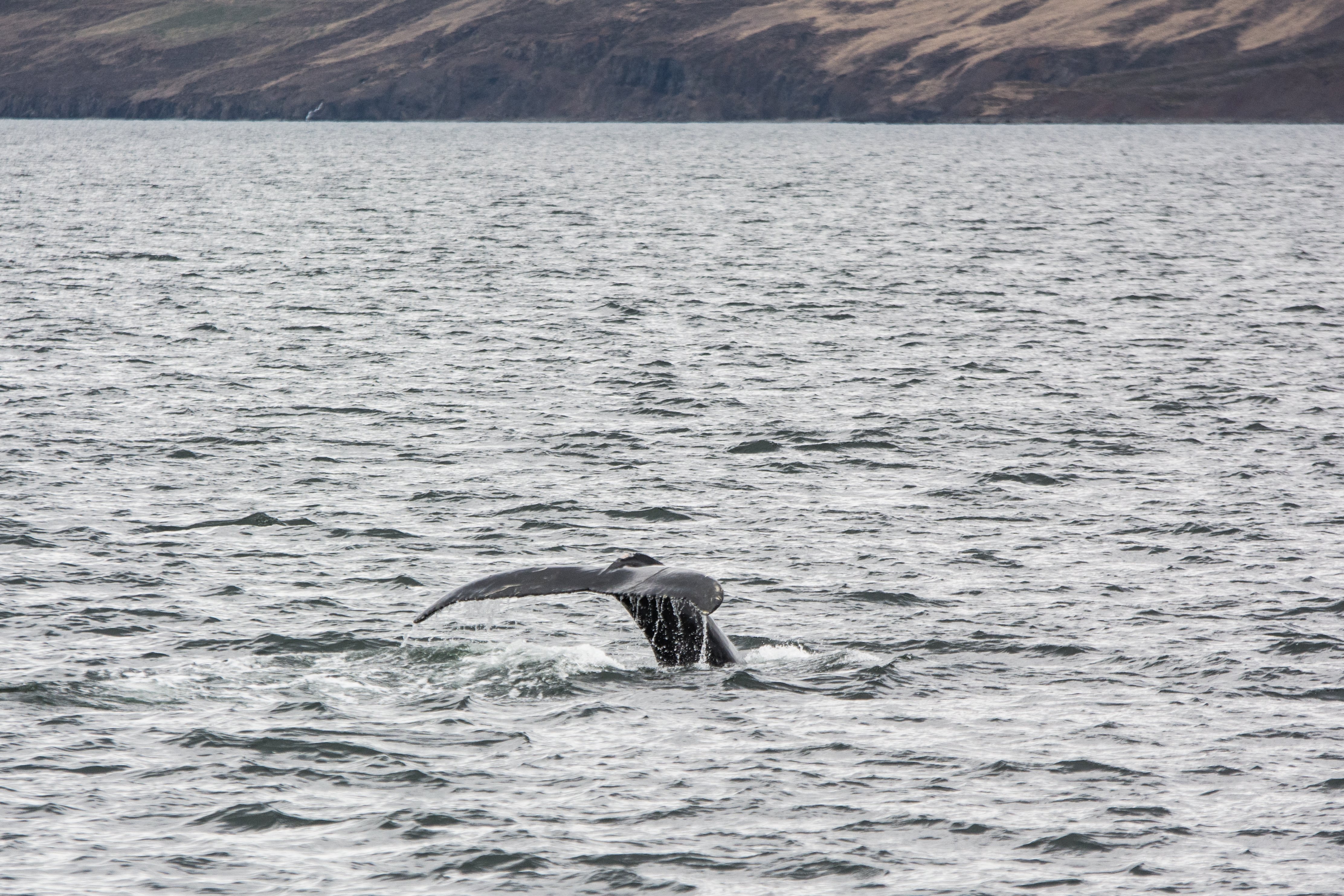 Whale Watching by tomas hrivnak