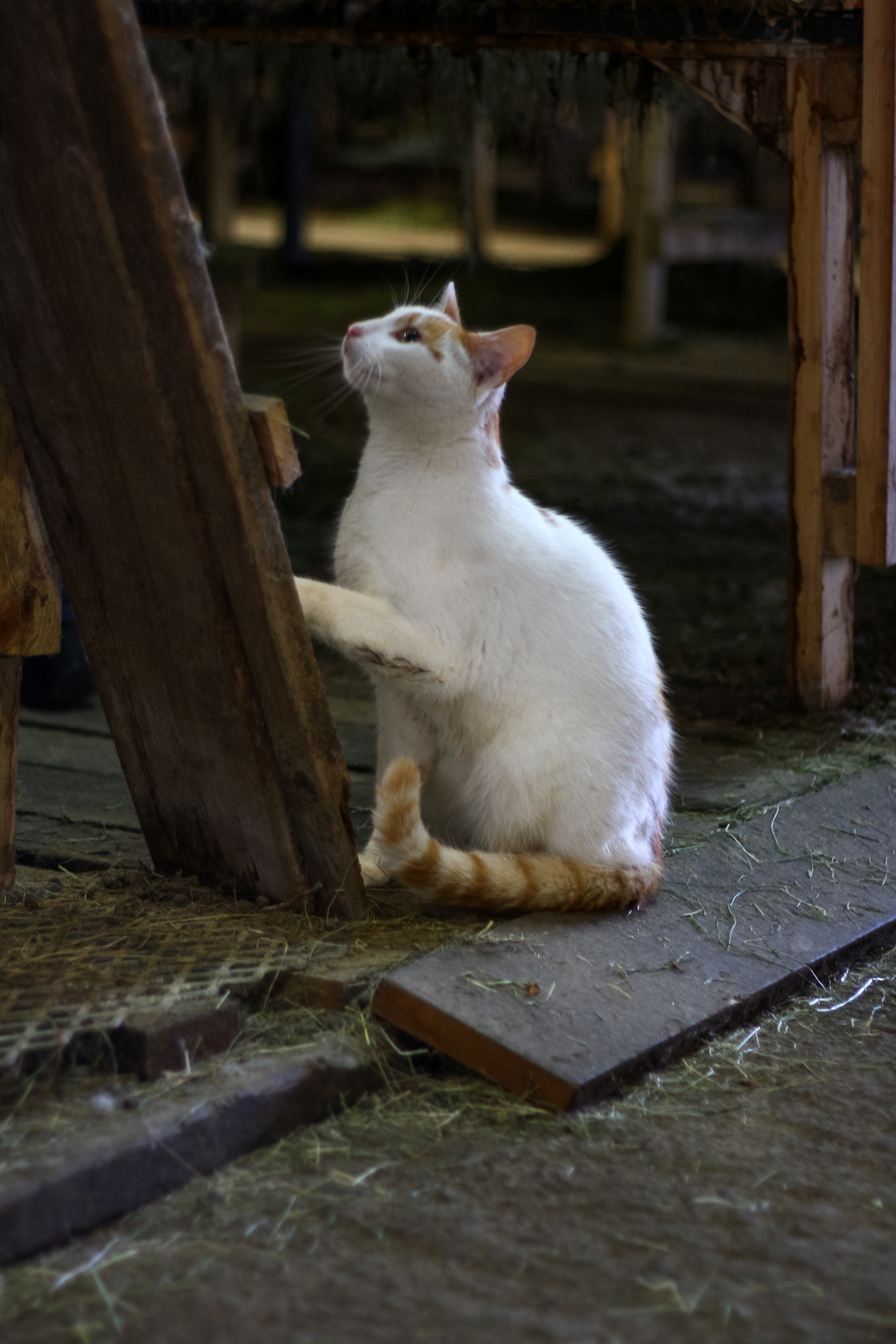 Bunny rabbit farm Syðri Kárastaðir by Ragna Ó. Guðmundsdóttir/Art Bicnick