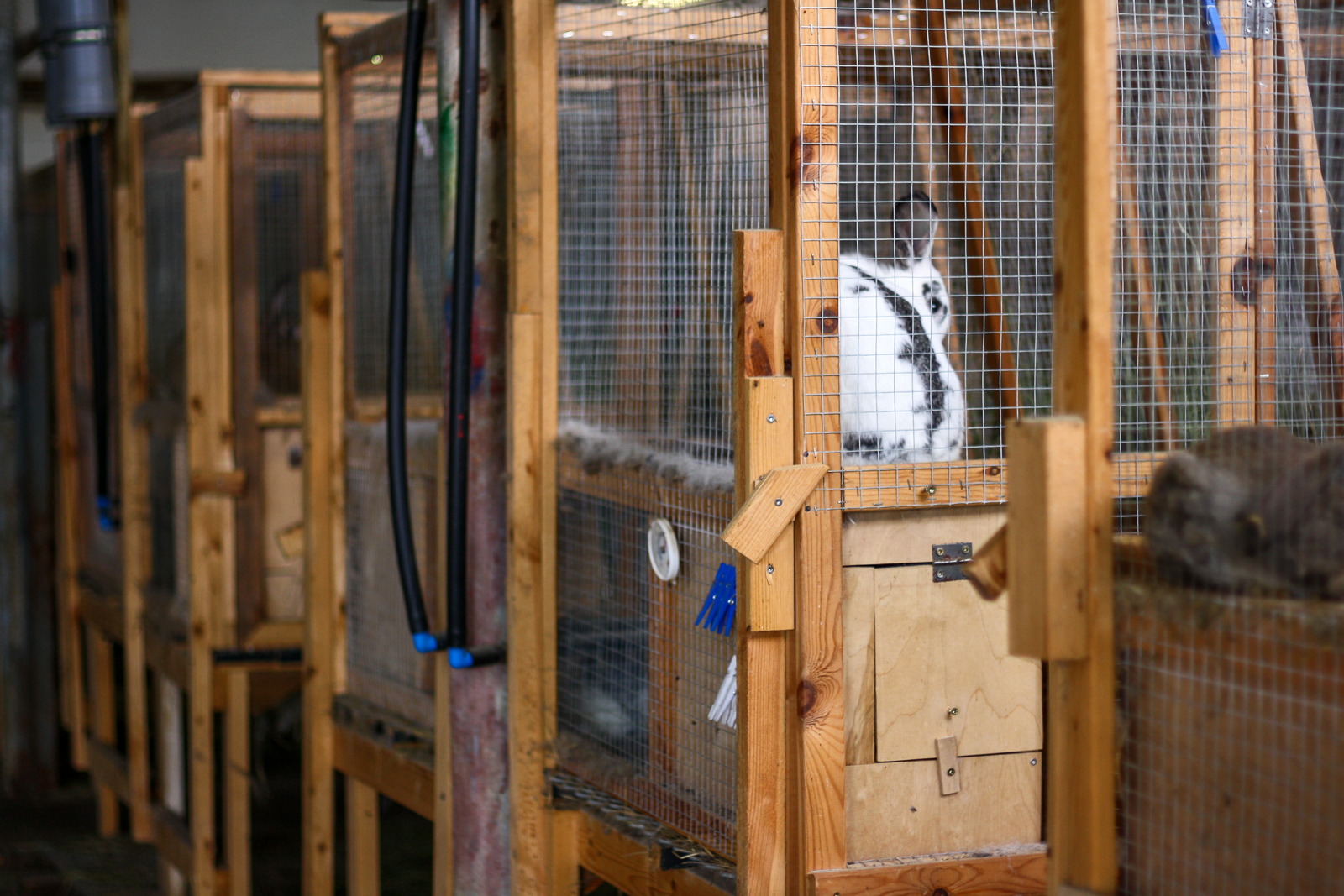 Bunny rabbit farm Syðri Kárastaðir by Ragna Ó. Guðmundsdóttir/Art Bicnick