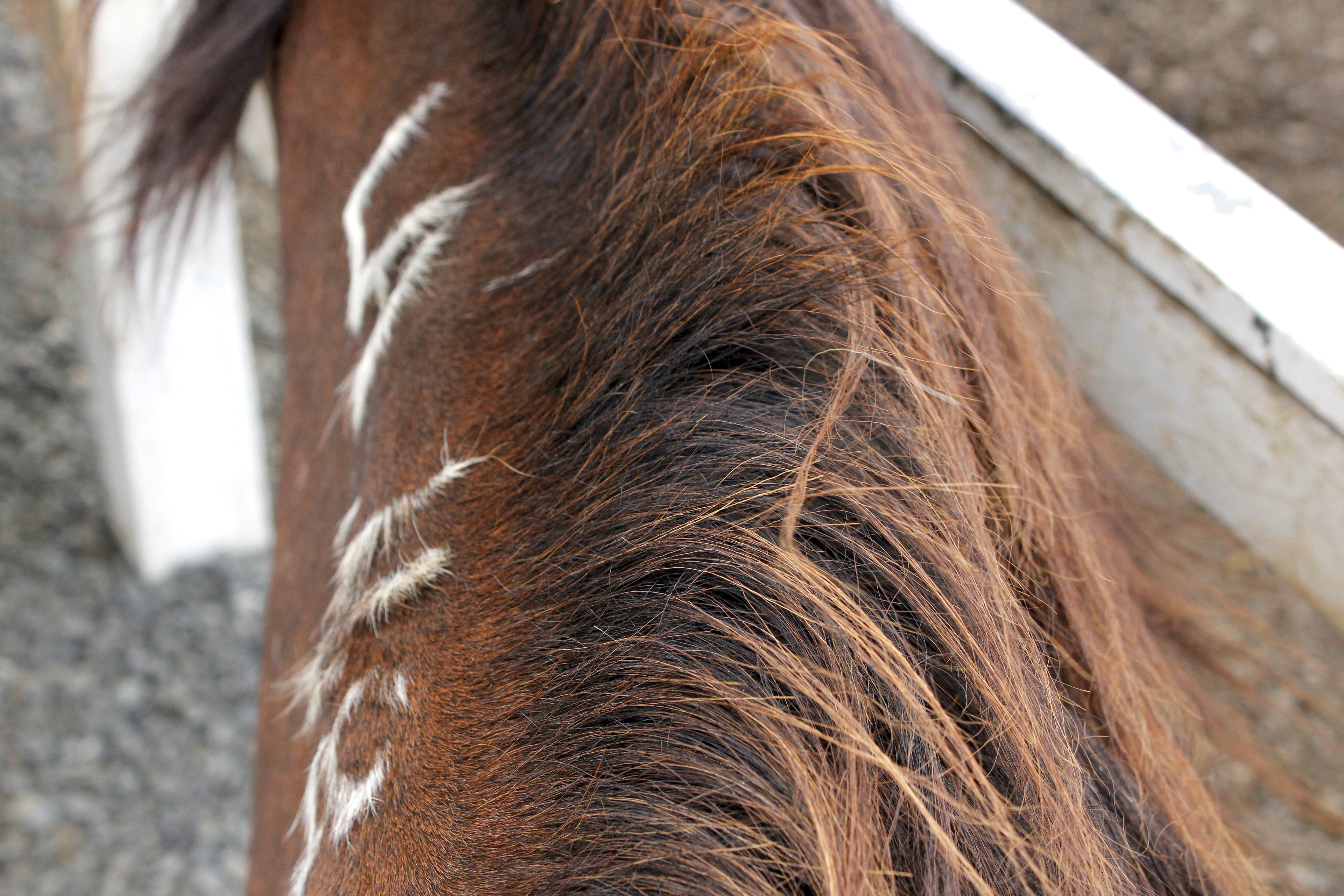 Laxnes horses natsha