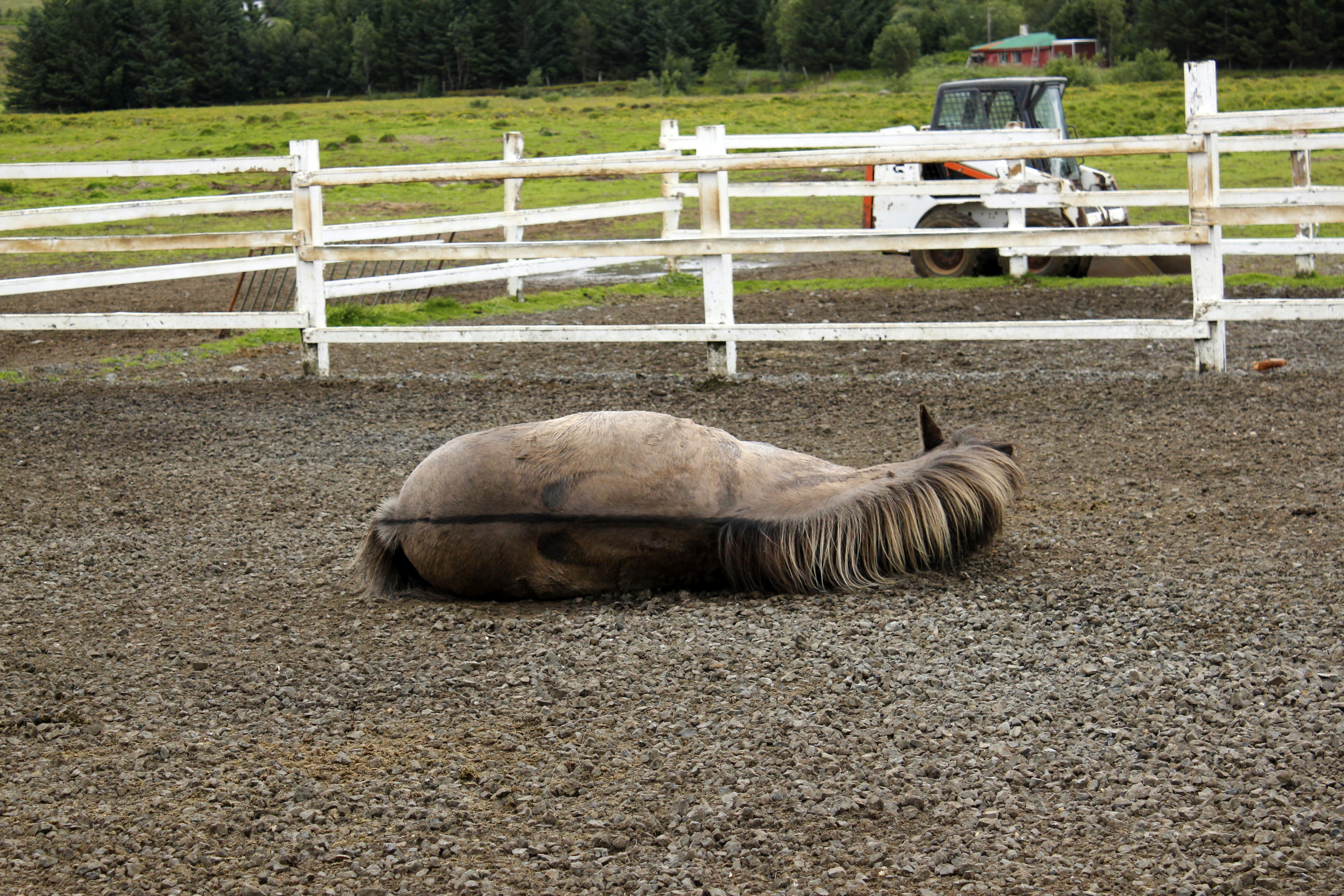 Laxnes horses natsha