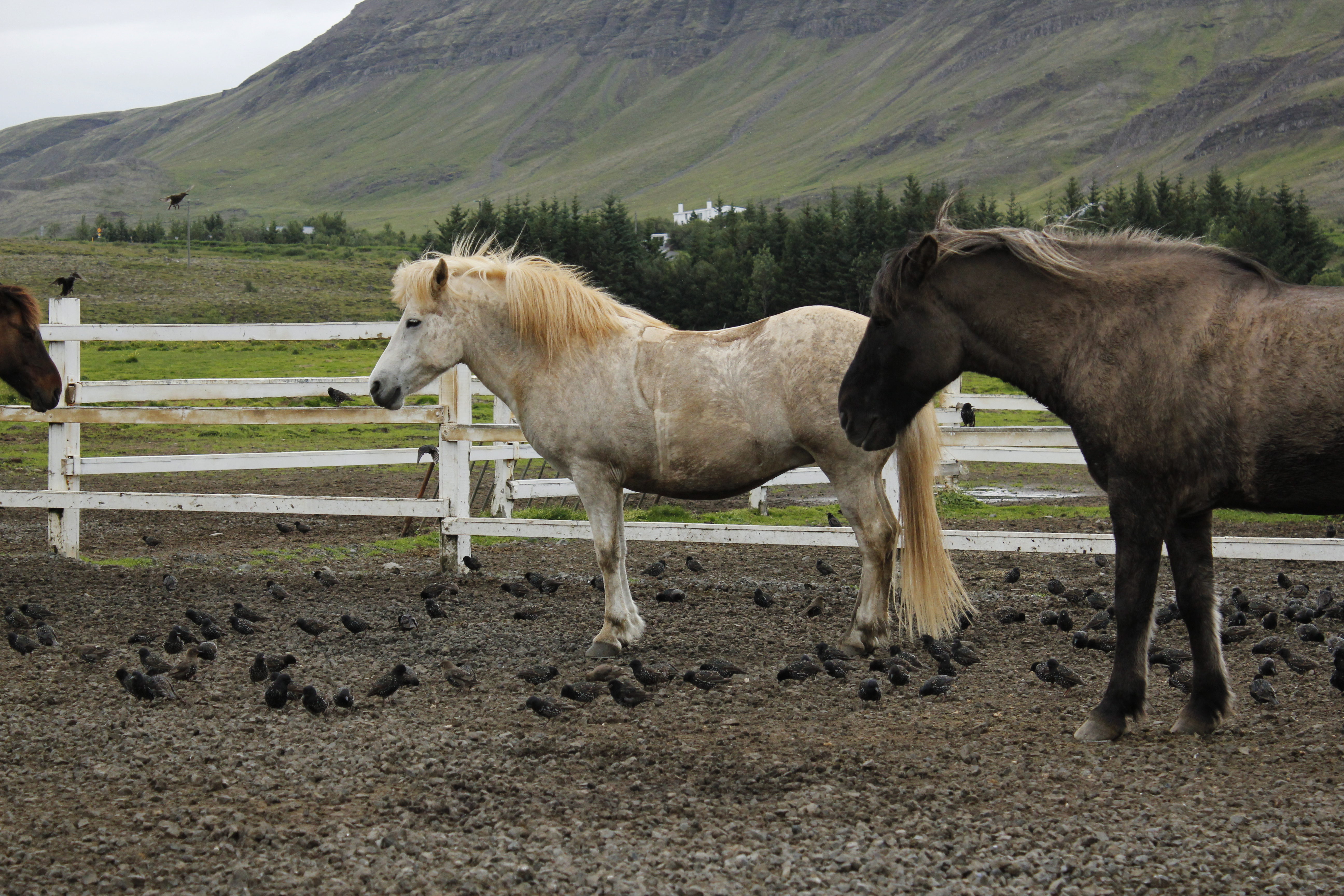 Laxnes horses natsha