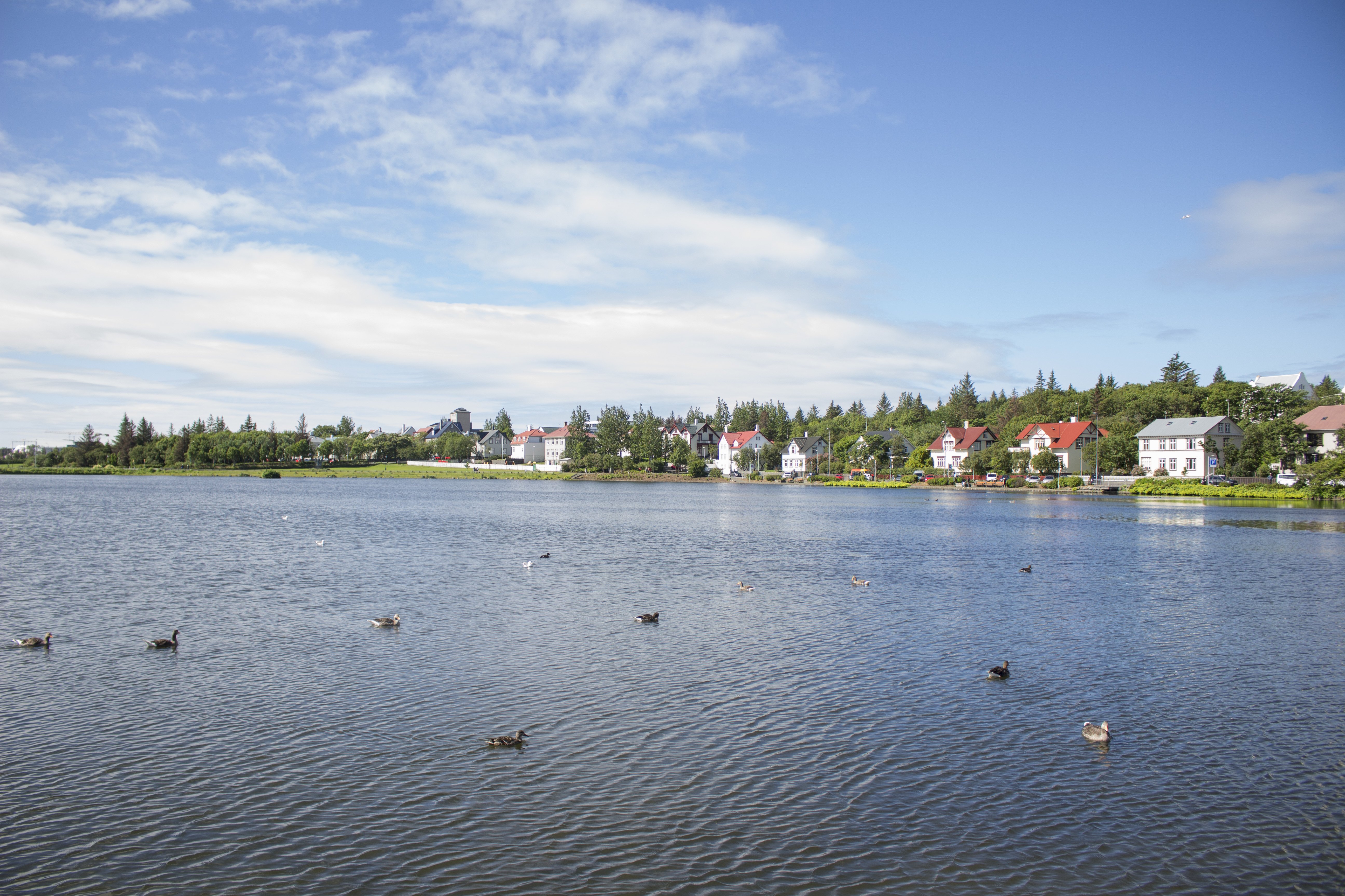 Tjörnin looks so pretty without all the usual fog and rain.