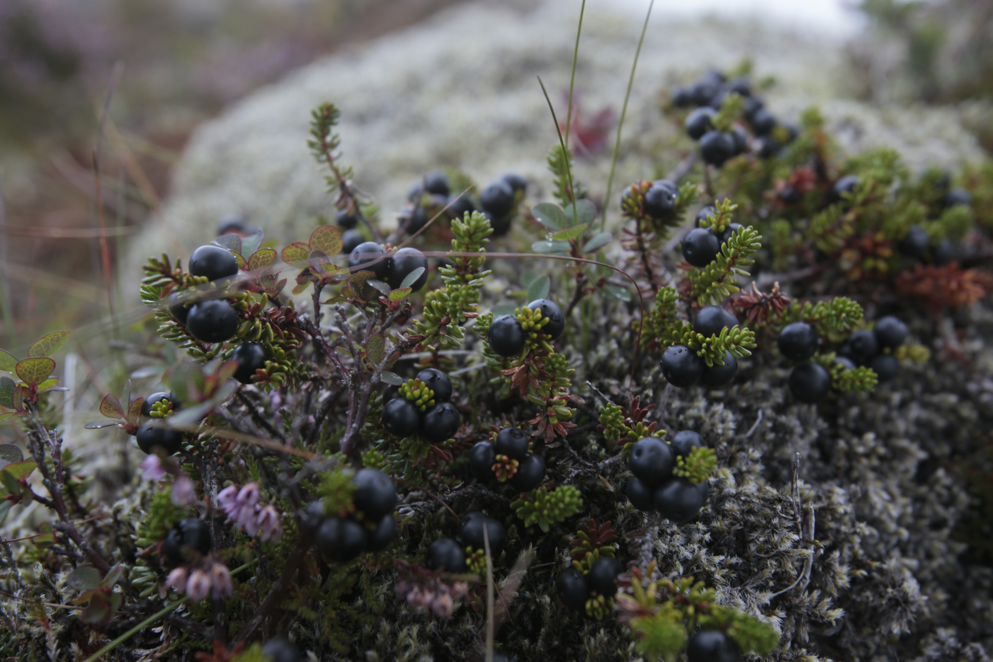 Picking Berries by Alísa Kalyanova