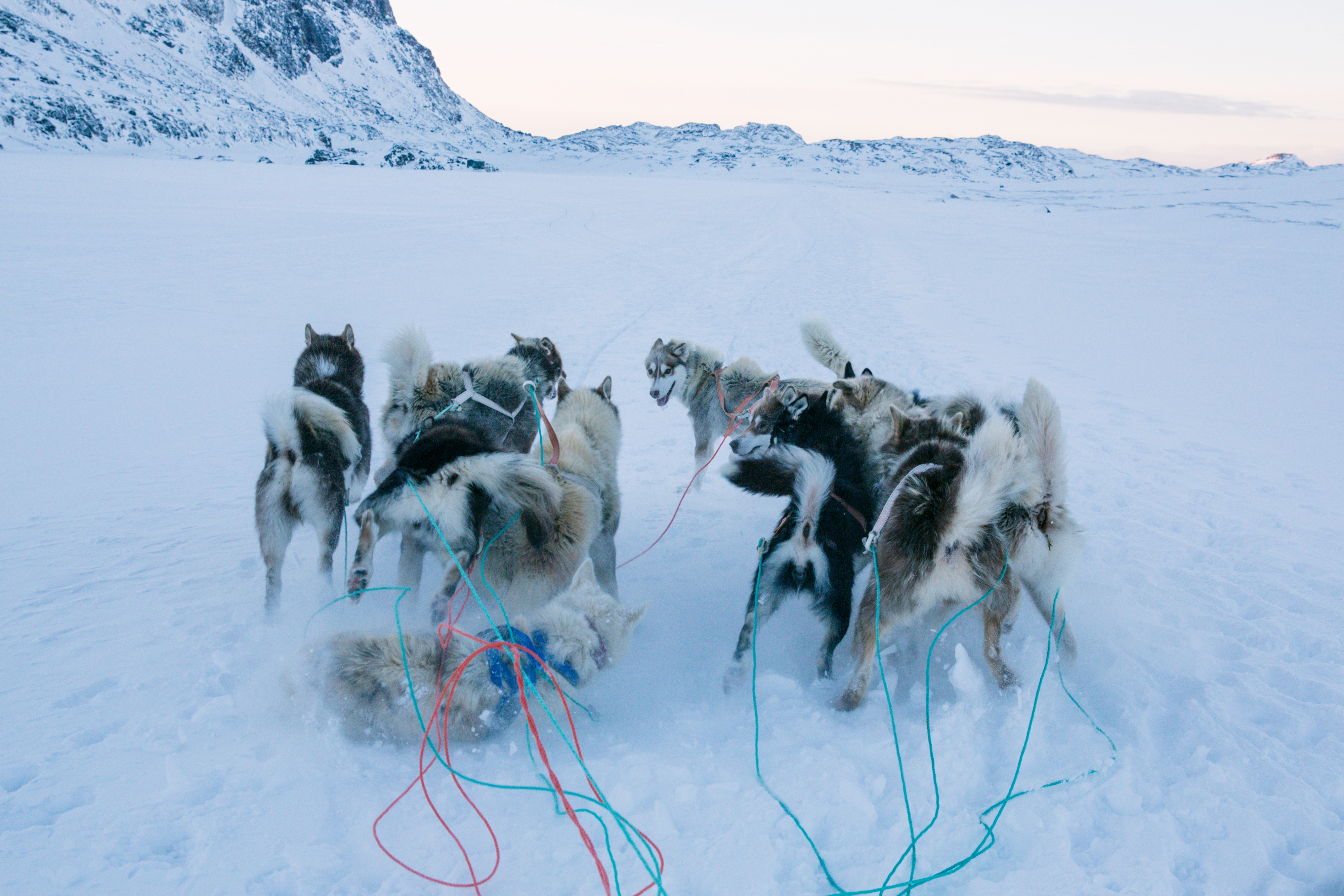 Greenland Dogs by Axel Sig