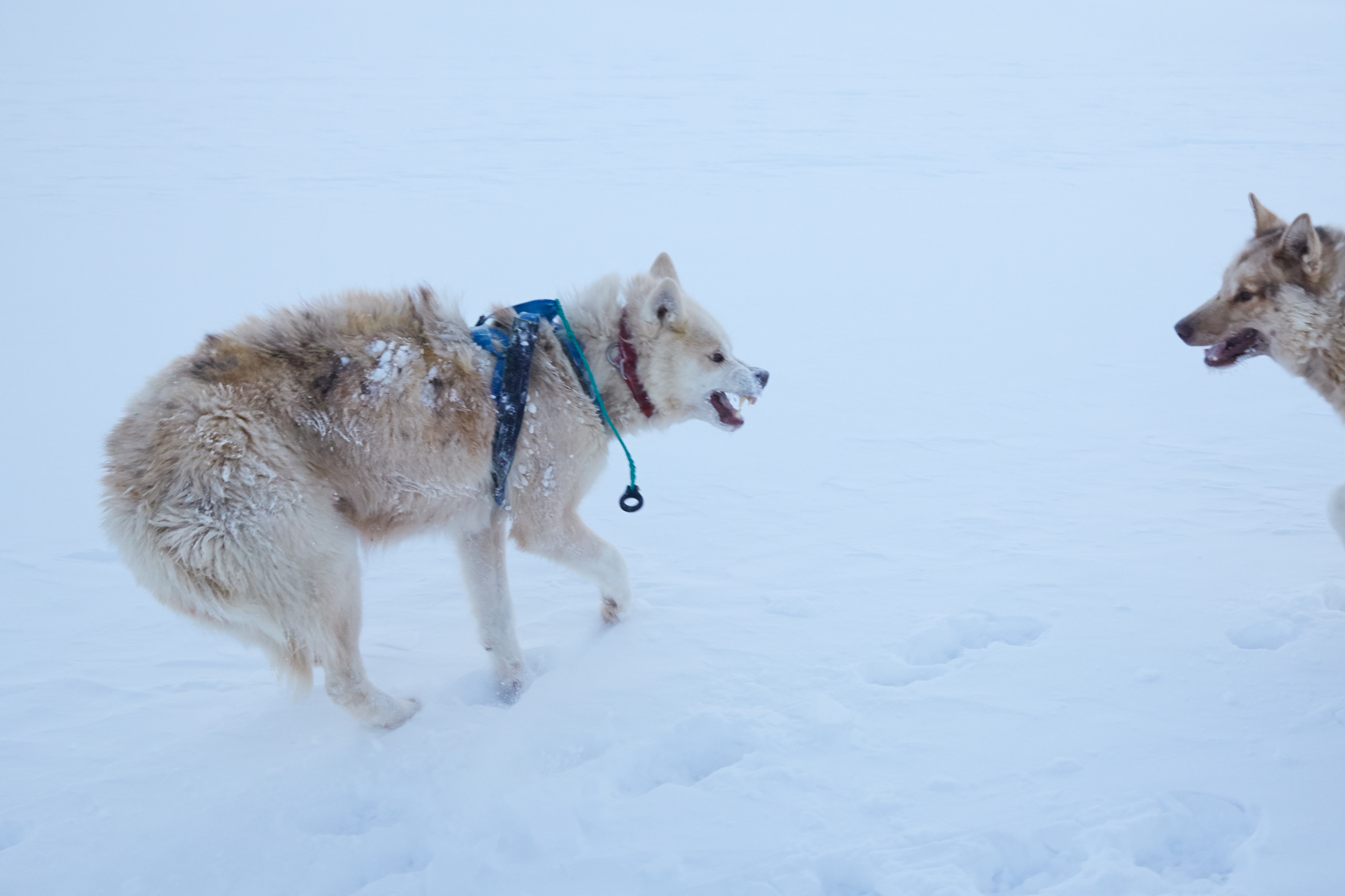 Greenland Dogs by Axel Sig