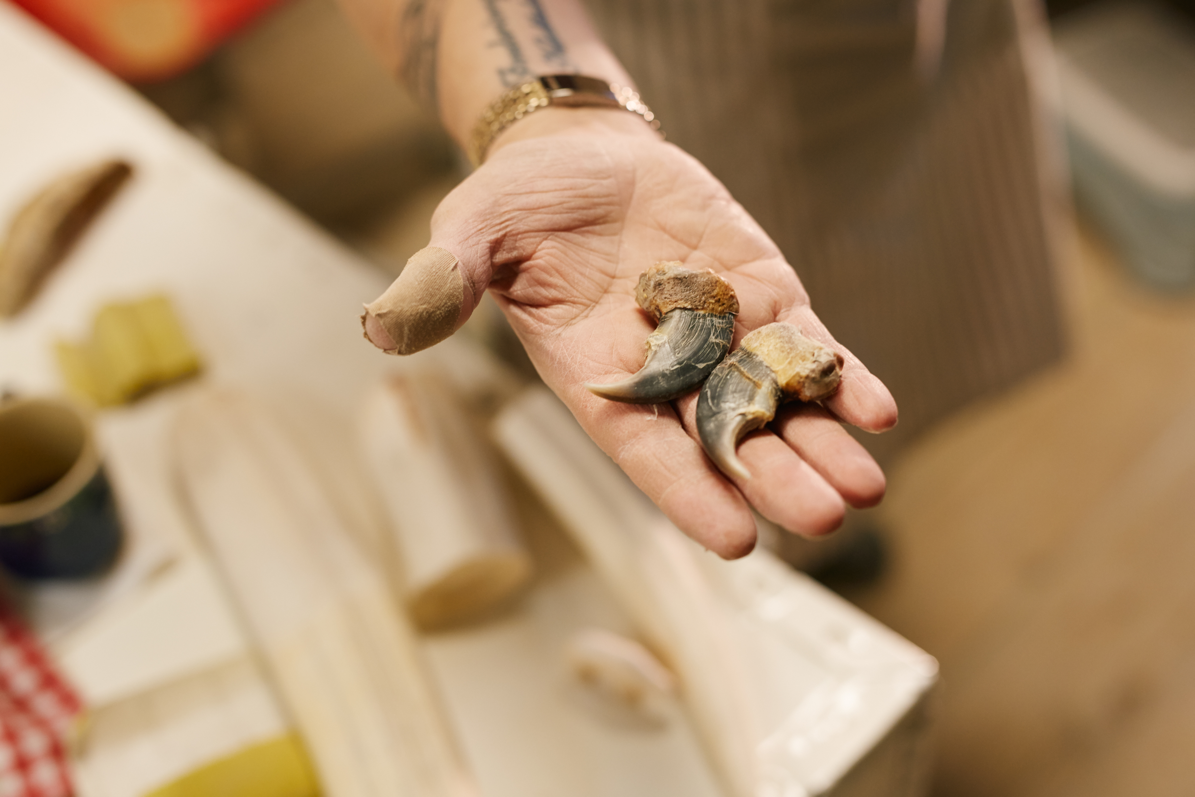 Polar bear claws in a Greenlandic crafts workshops.