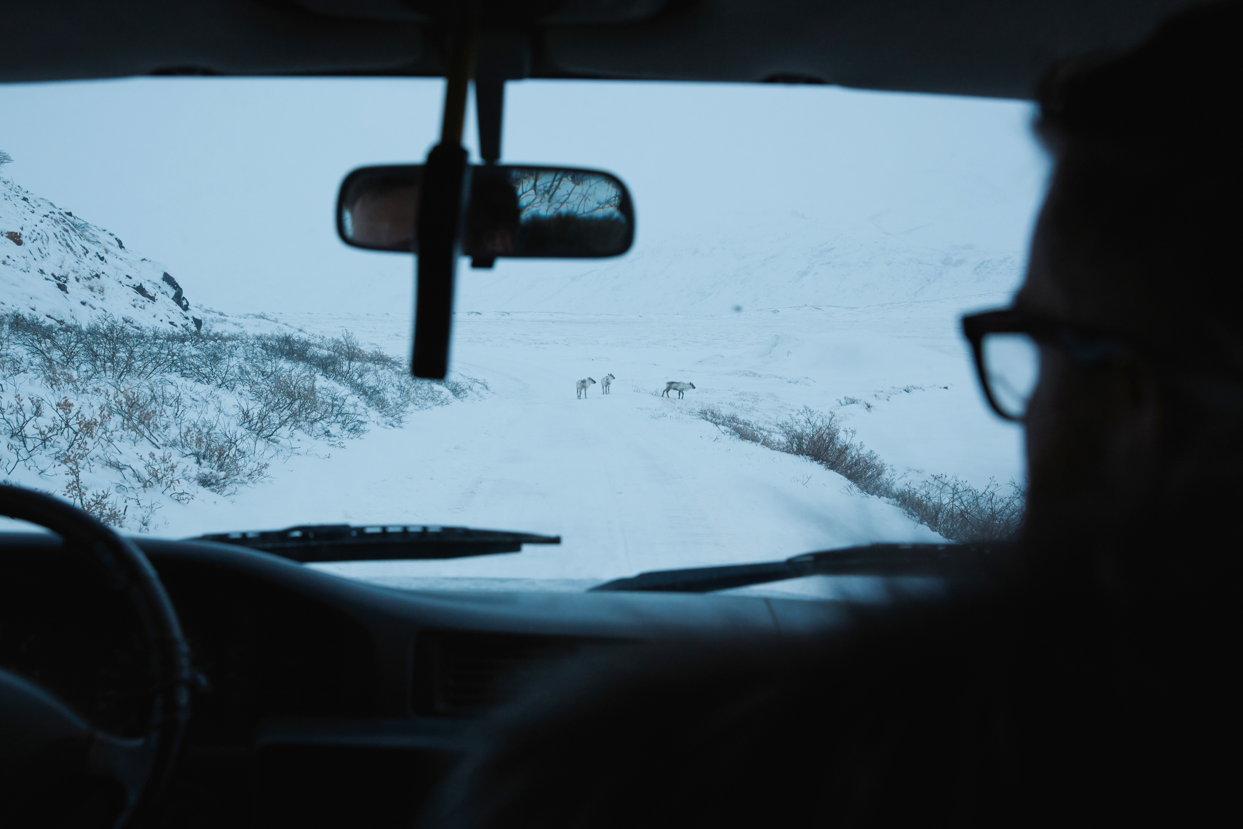 Reindeer on the drive to Russell Glacier.