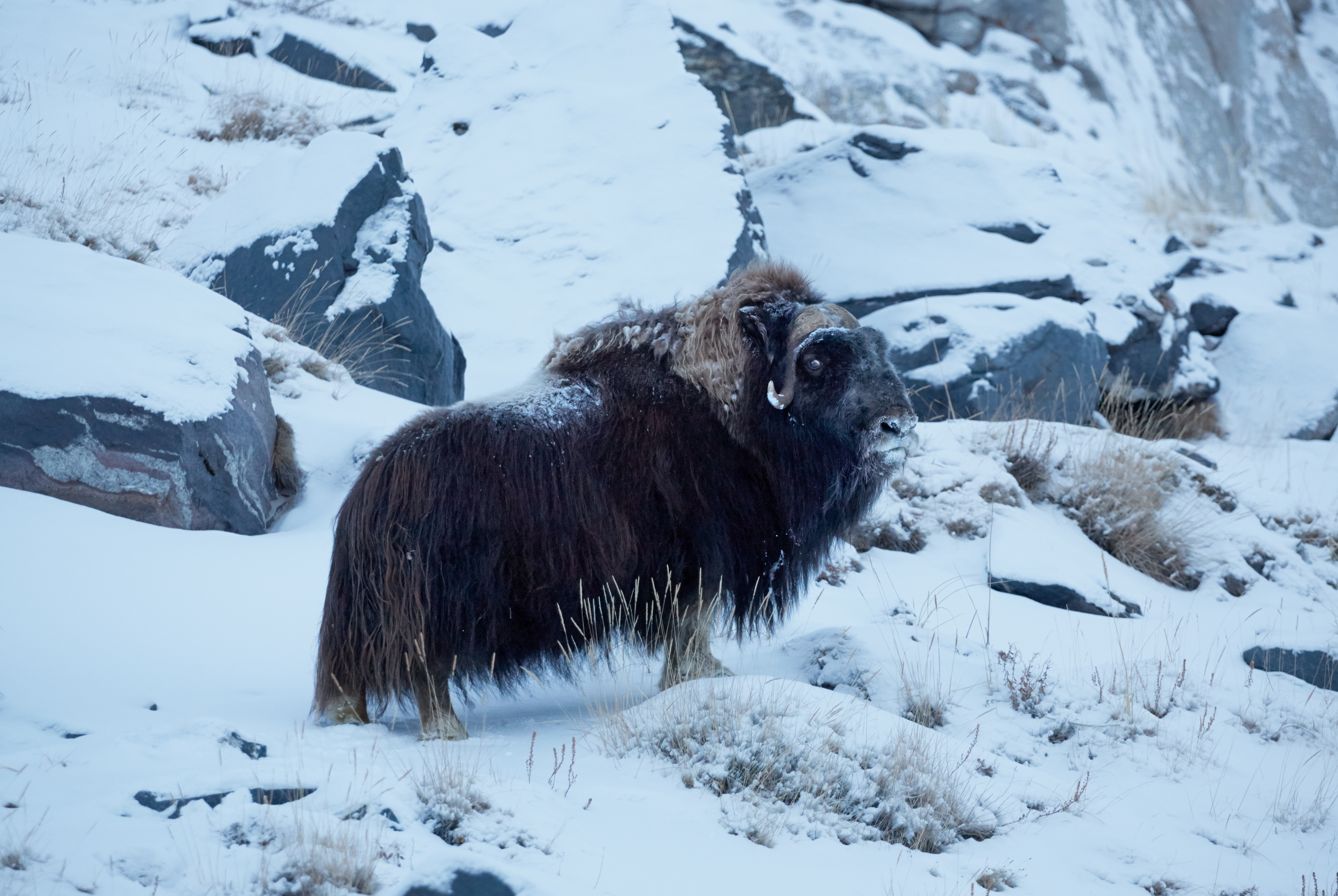 Musk Ox in Greenland by Axel Sig