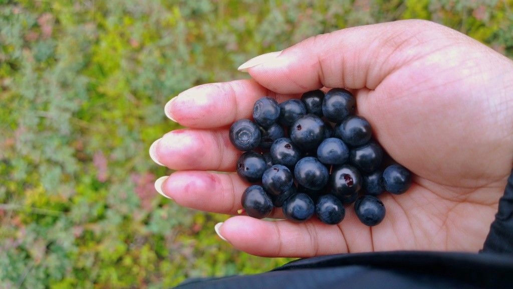 Bilberries. Yummy!