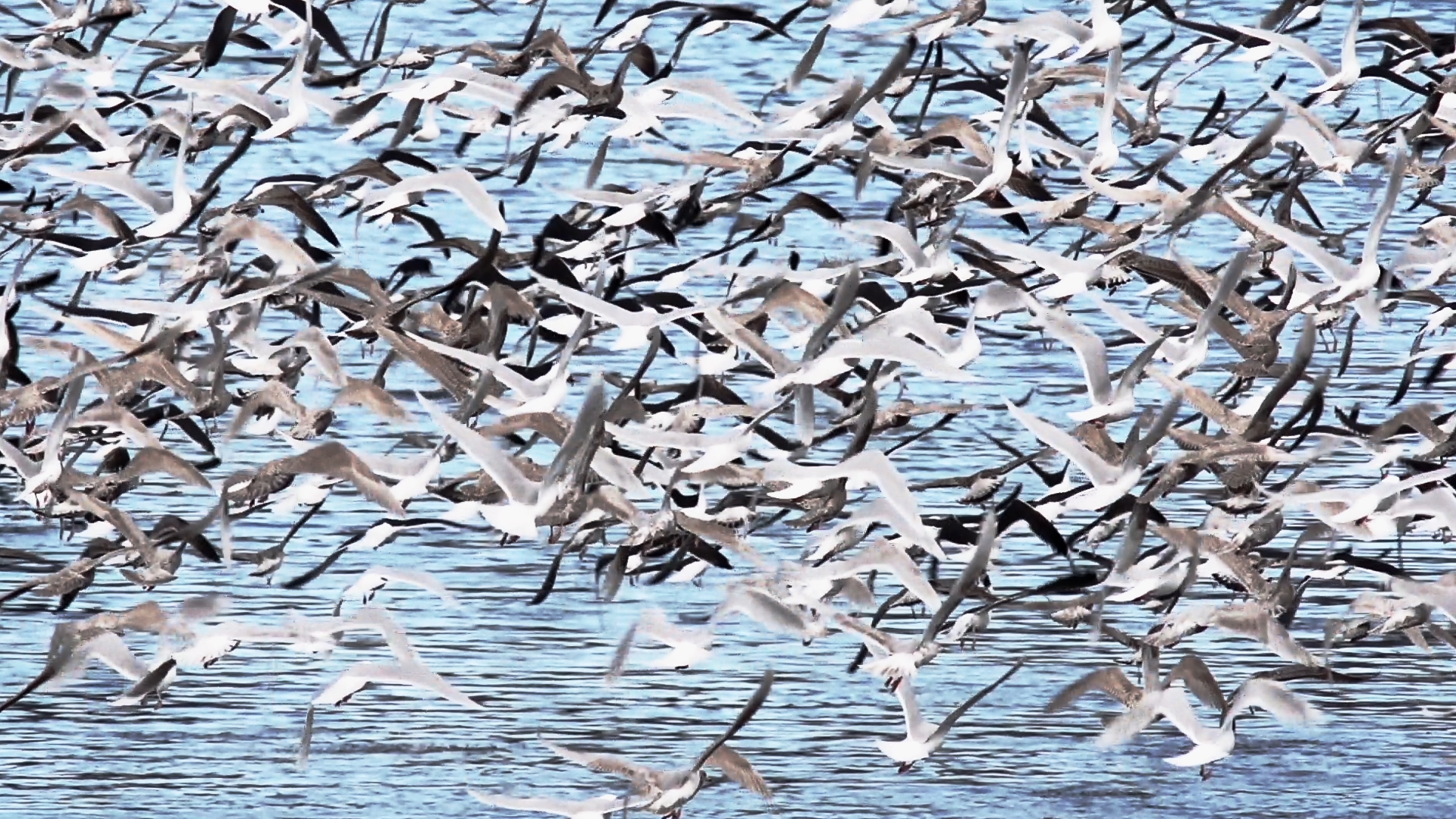 Heild still, birds