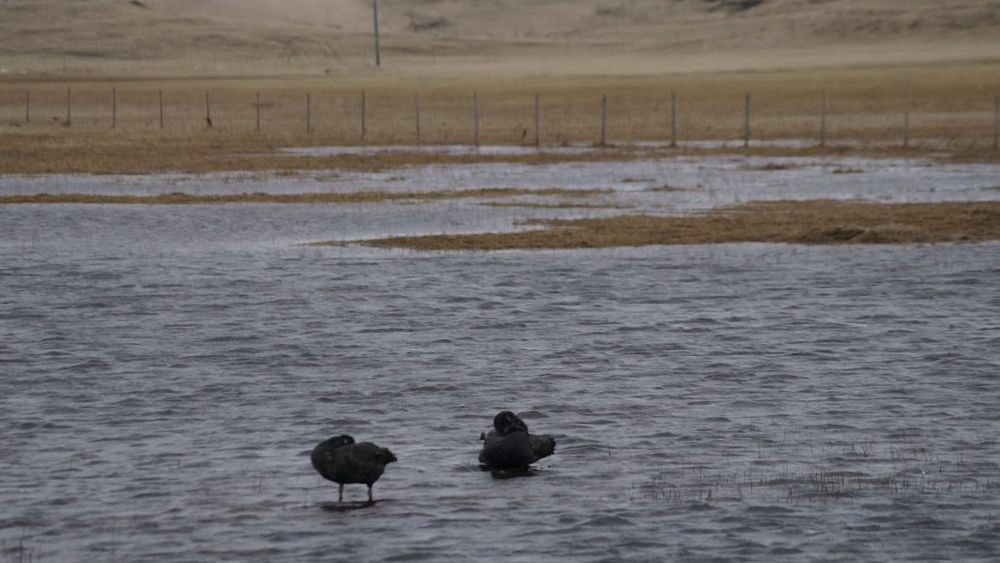black swans 2 by Gunnar Þór Gunnarsson