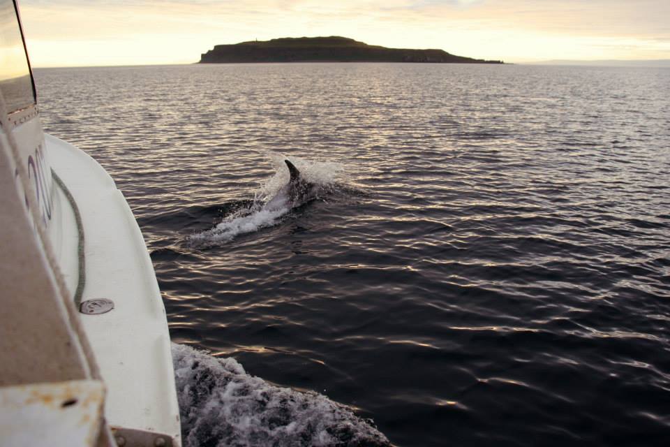 A dolphin chasing our boat.