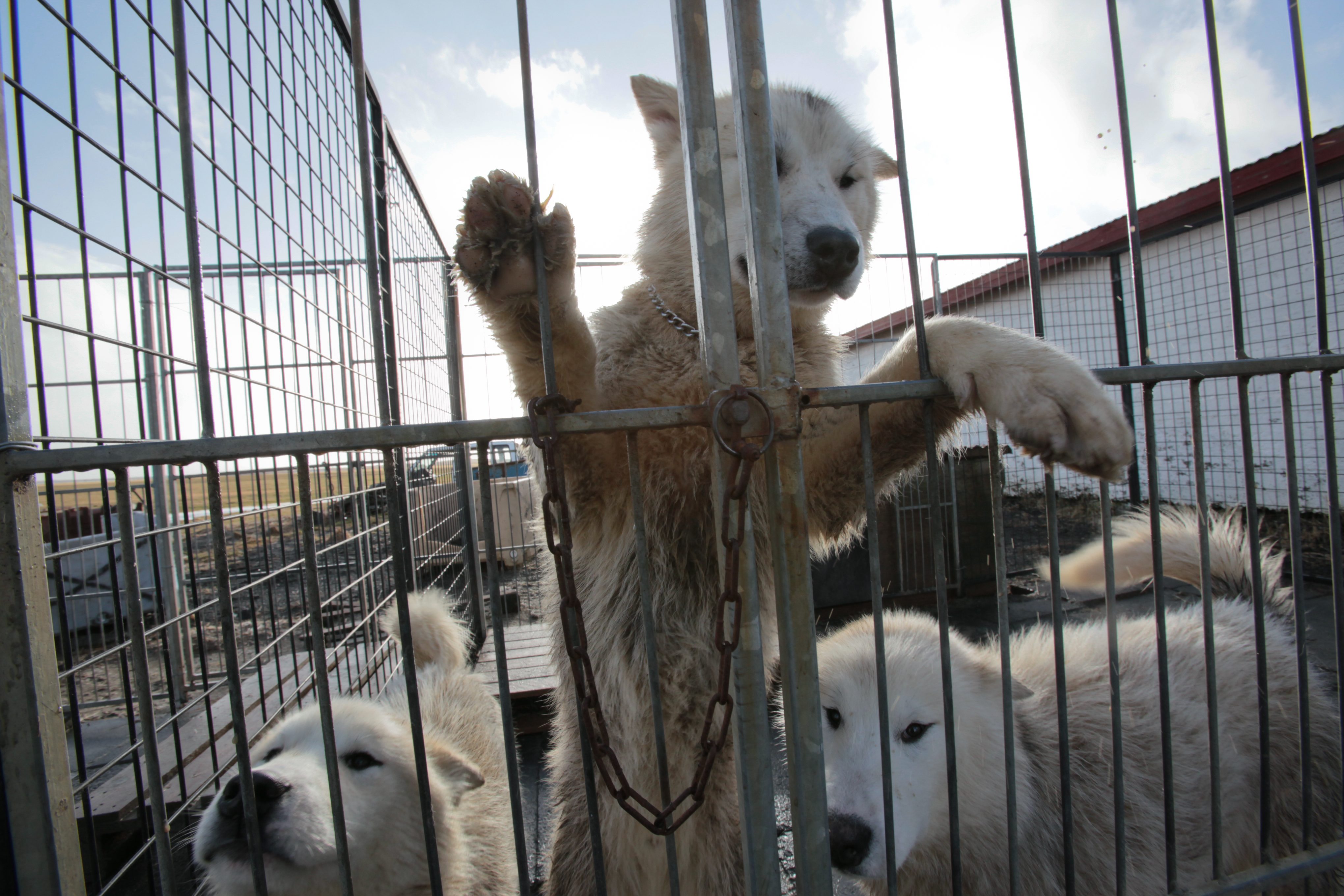 Dogsledding Iceland. Photo by Alísa Kalyanova.