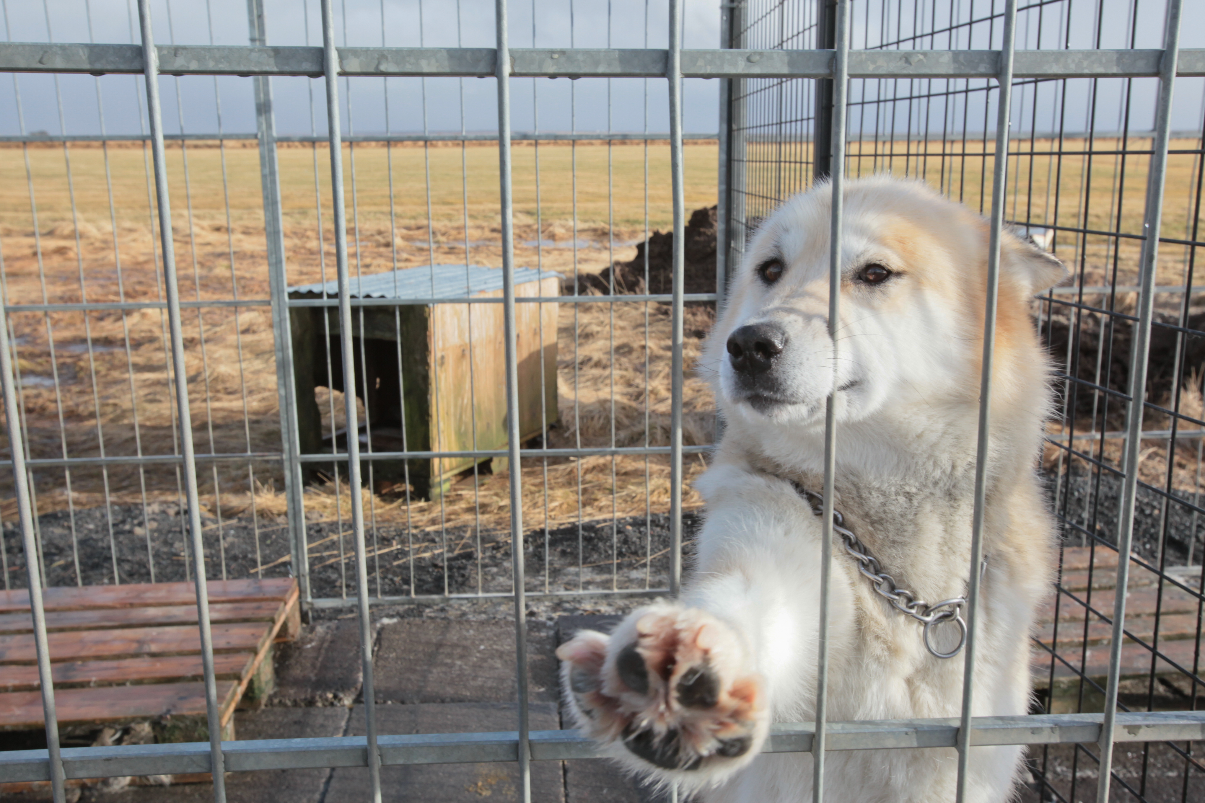 Dogsledding Iceland. Photo by Alísa Kalyanova.