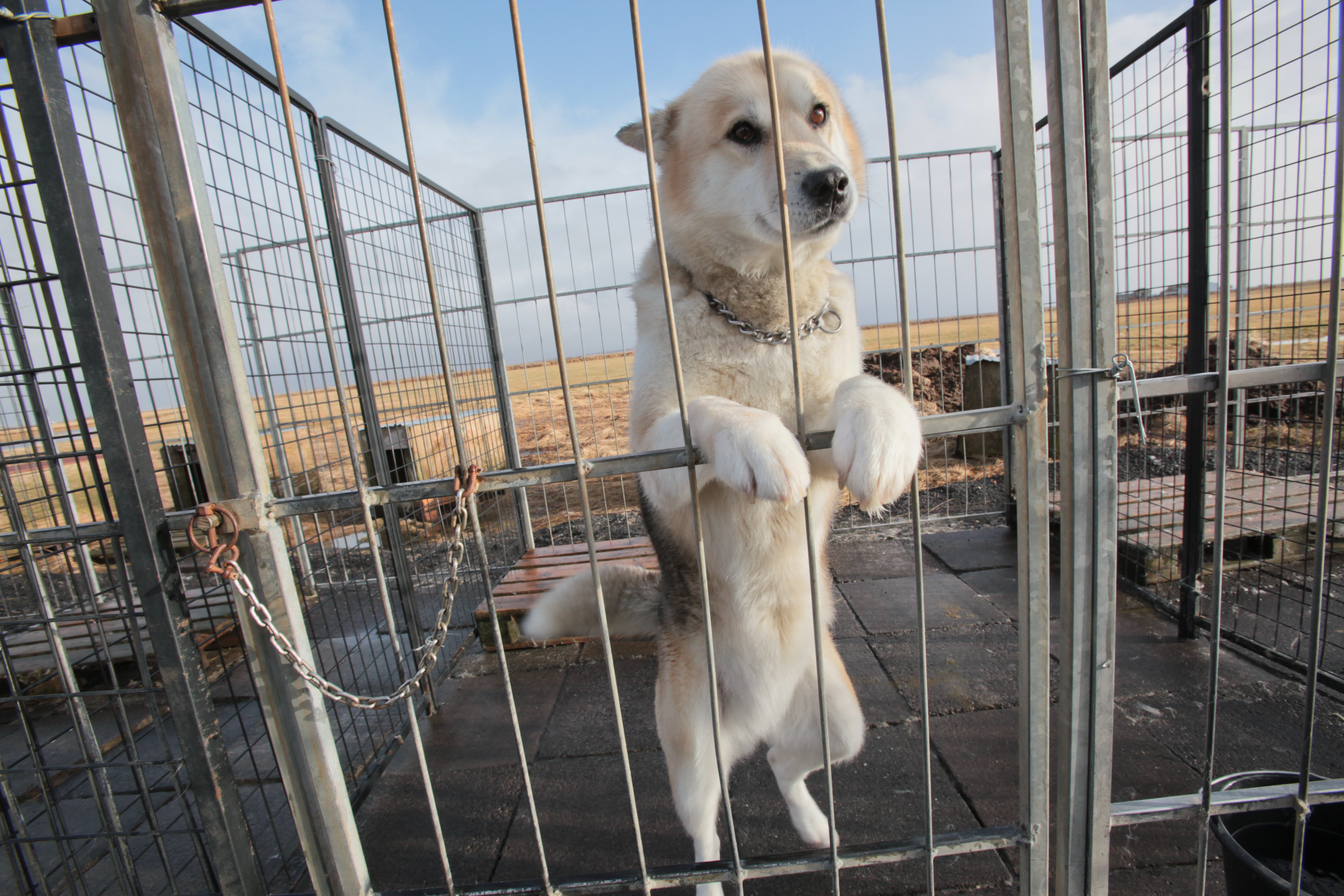 Dogsledding Iceland. Photo by Alísa Kalyanova.