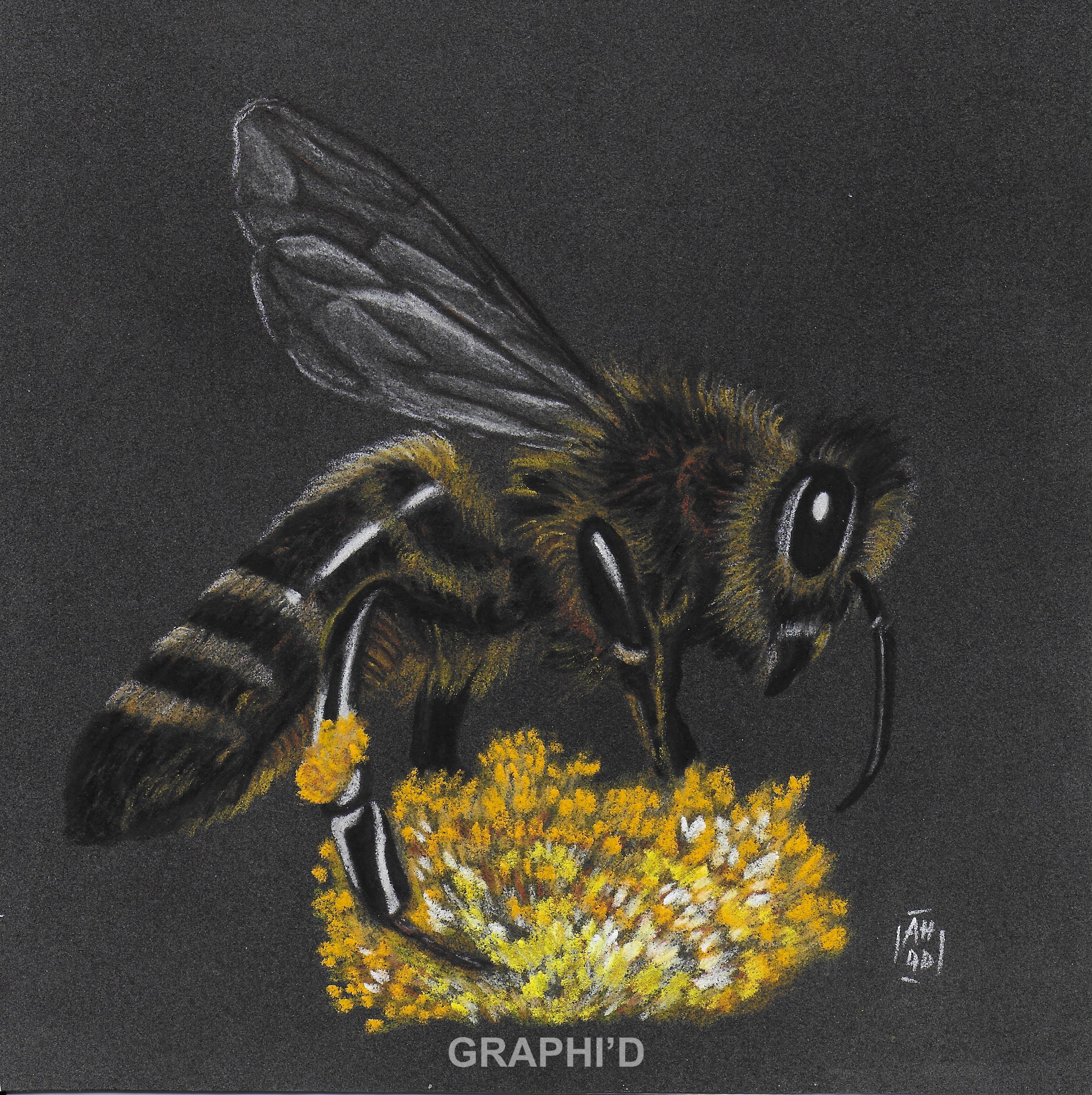 Abeille au crayon pastel sec