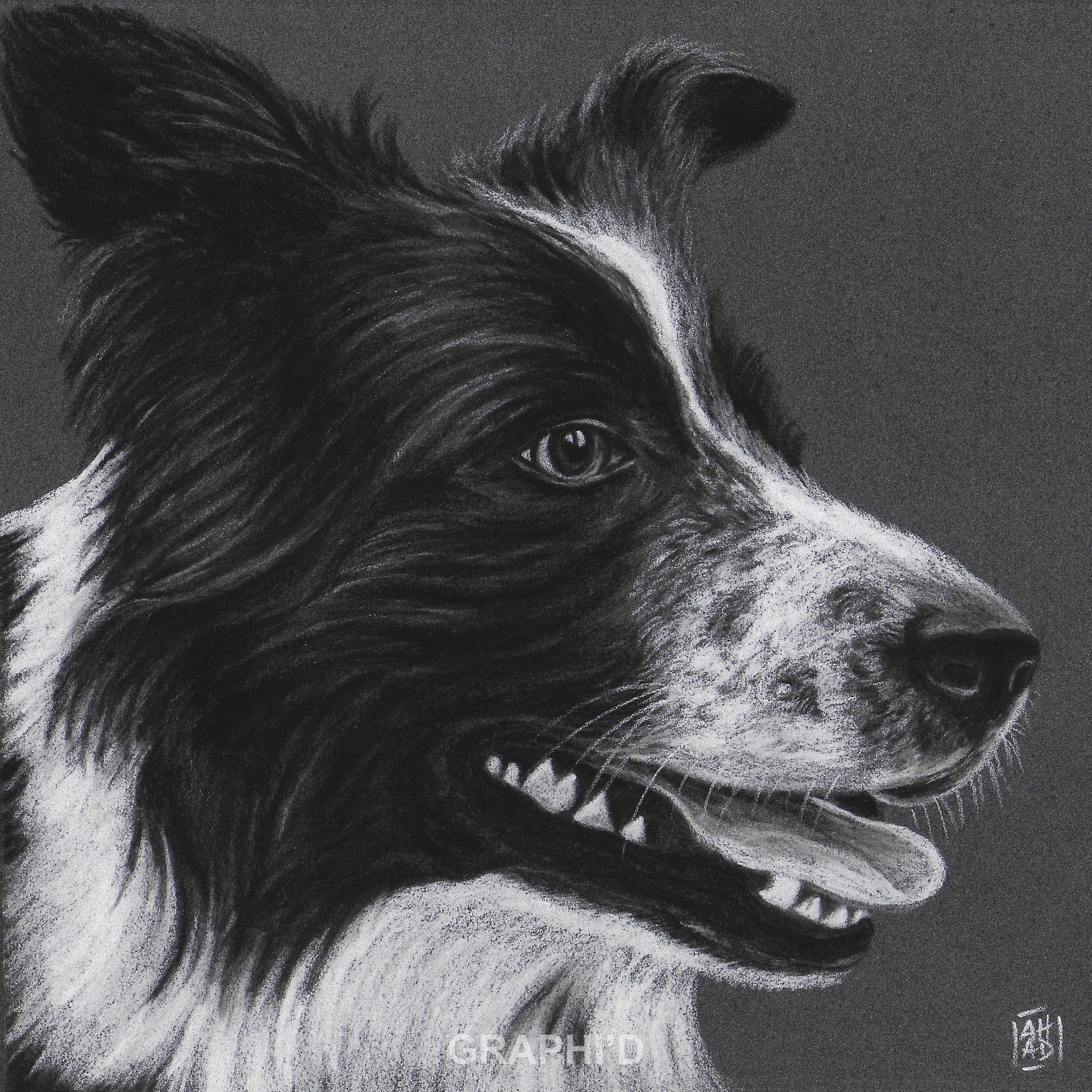 ruby-bordercollie-dessin-pastel-animal domestique-chien