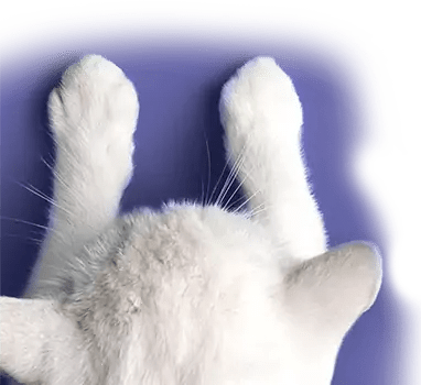 COLORE DELL’ANNO 2022