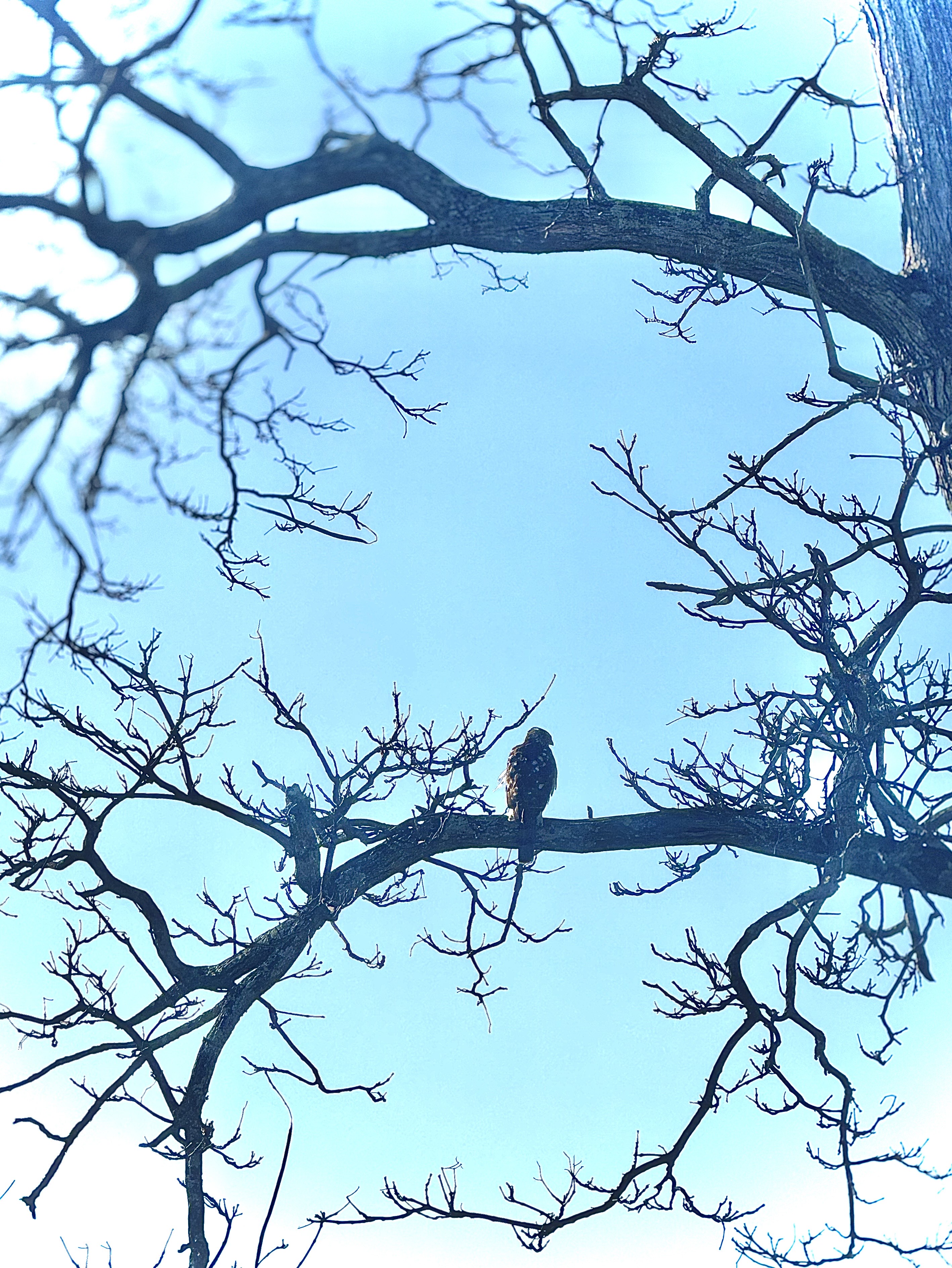 Hawk in the tree behind behind our house