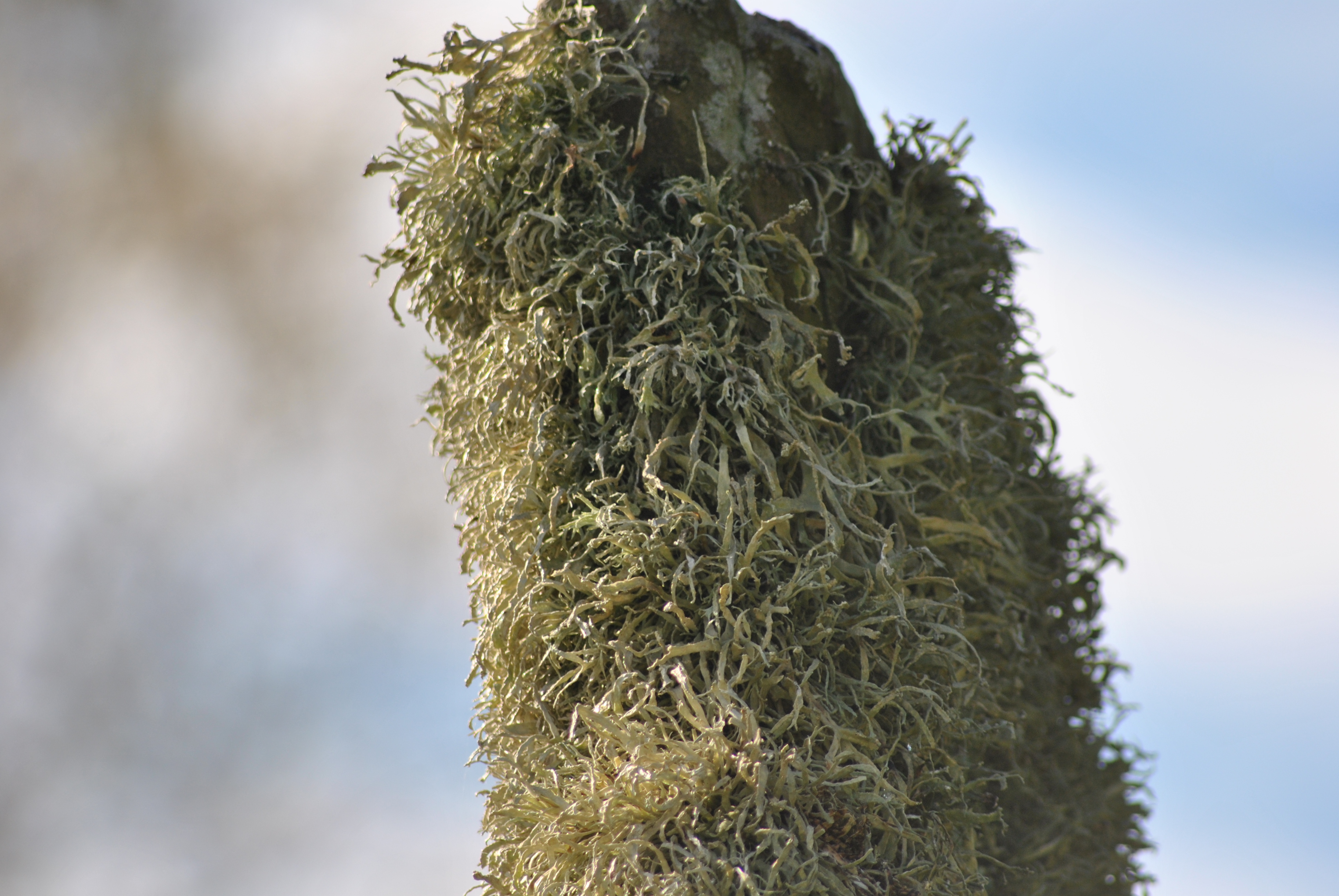 Applecross graveyard (28)