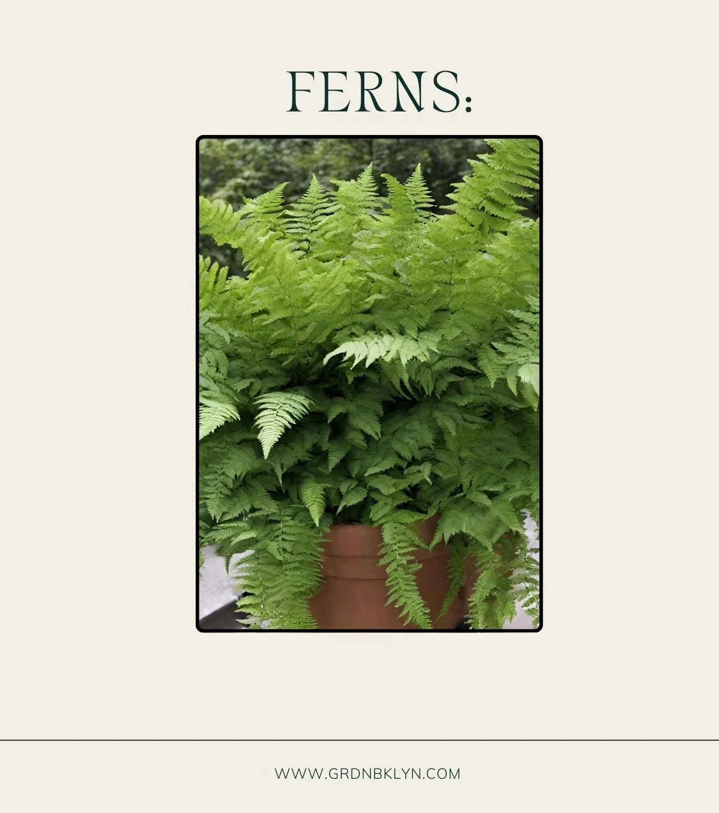 Ferns Care Guide Grdn