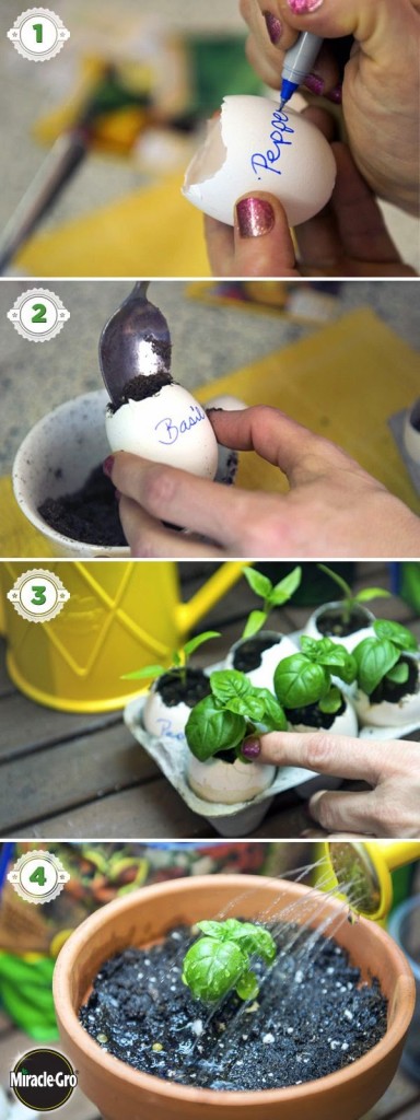 Read more about the article How to Start Seeds Indoors in Egg Shells for Spring Planting