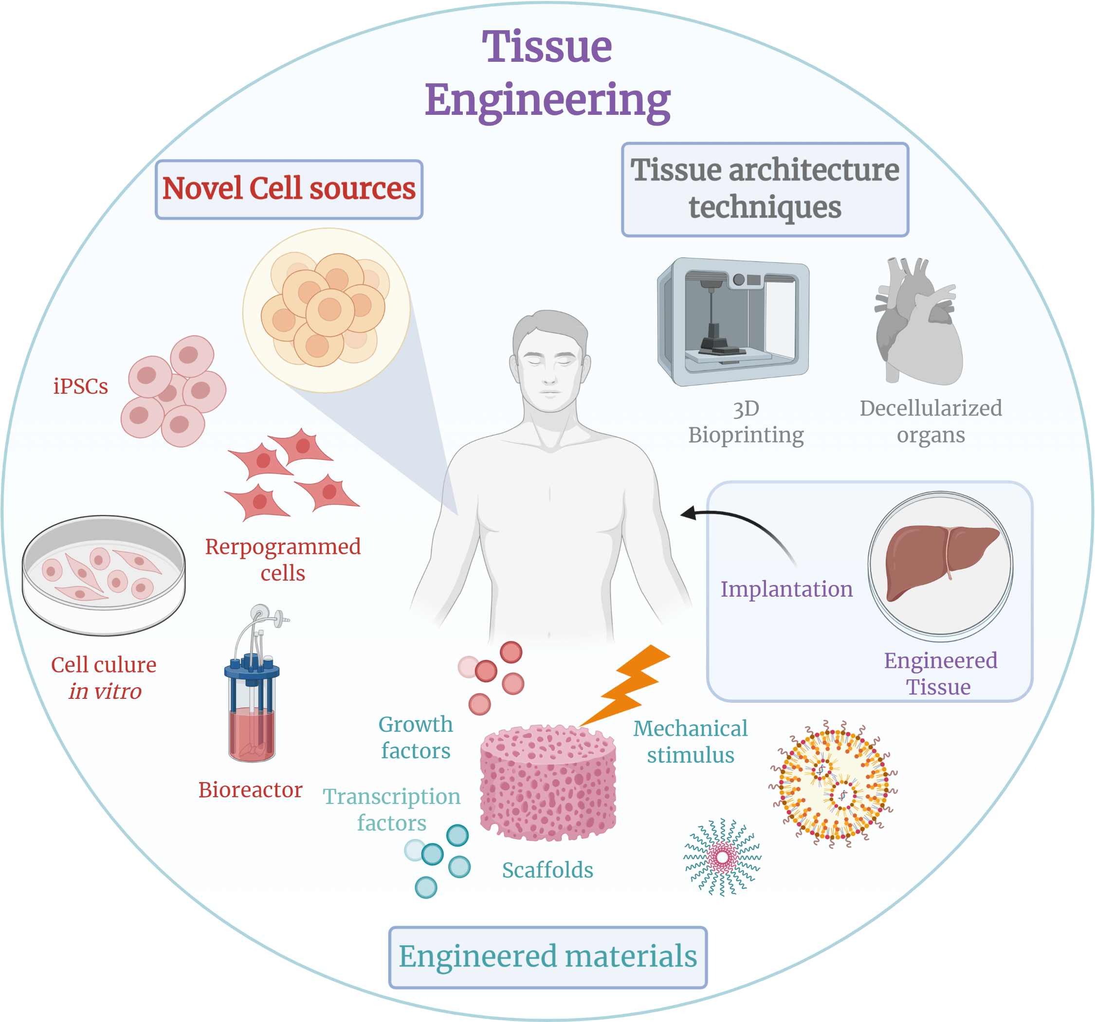 Tissue Engineering.png