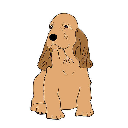 Illustration av Cocker Spanielvalp