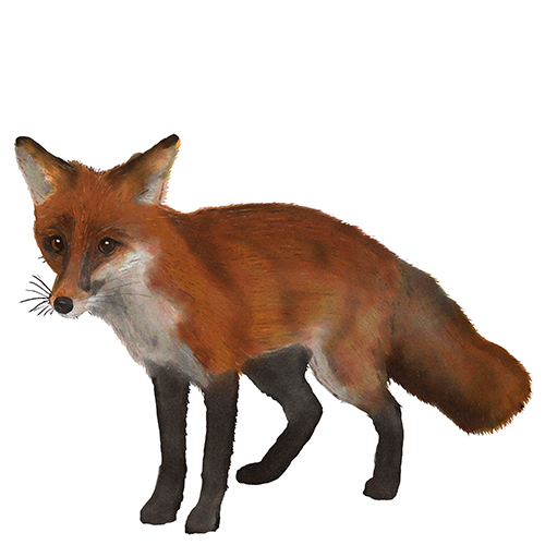 Illustration Räv