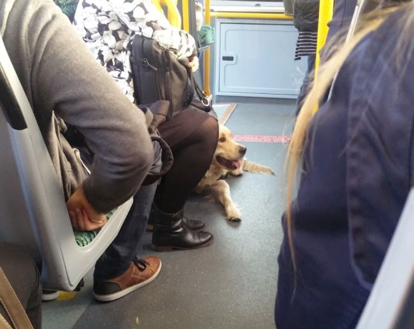 Are Dogs Allowed In City Buses