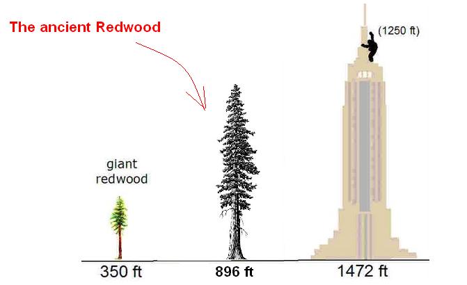 Meet The Botanists Who Climb The World S Tallest Trees