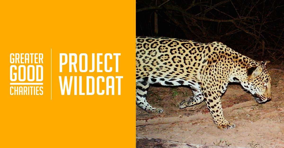 The Wildcat Project - Best Dark Designs in Mobile