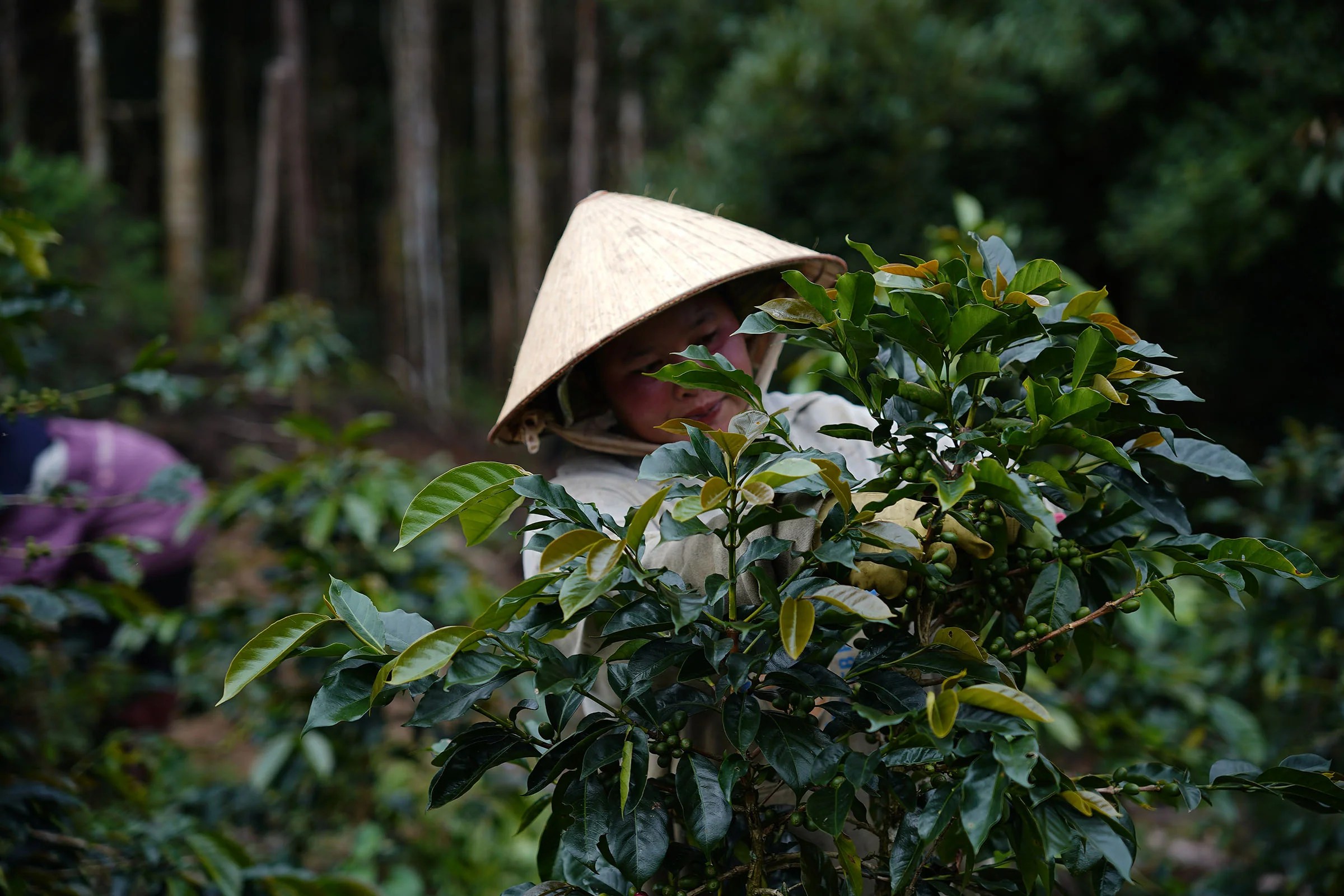Journey Through Vietnam Greater Goods Roasting