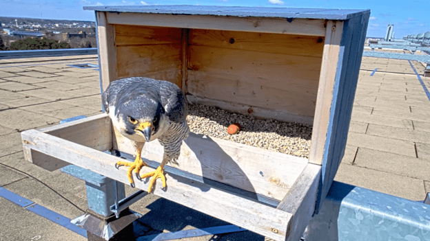 New female falcon takes up residence in MSU nest box, but no eggs are laid