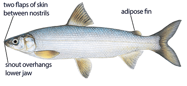 Michigan fisheries get one-time funding for whitefish restoration